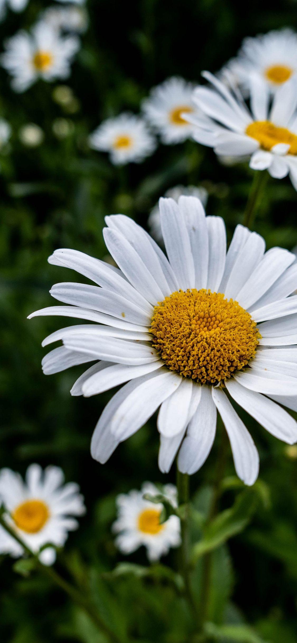 1125x2436 Bloom, White Daisy, Flowers, Flora, Wallpaper X