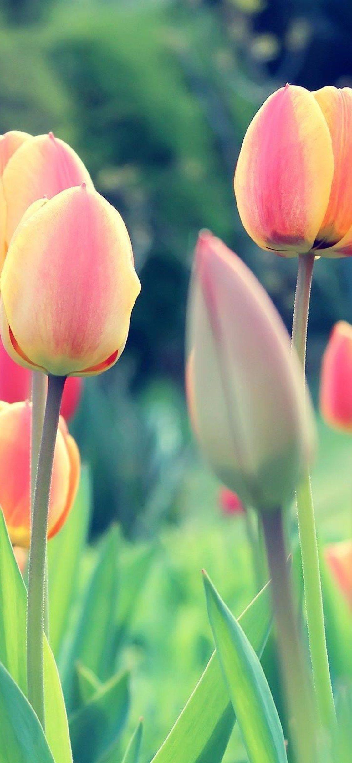 1125x2436 Easter Tulips iPhone XS, iPhone iPhone X HD 4k