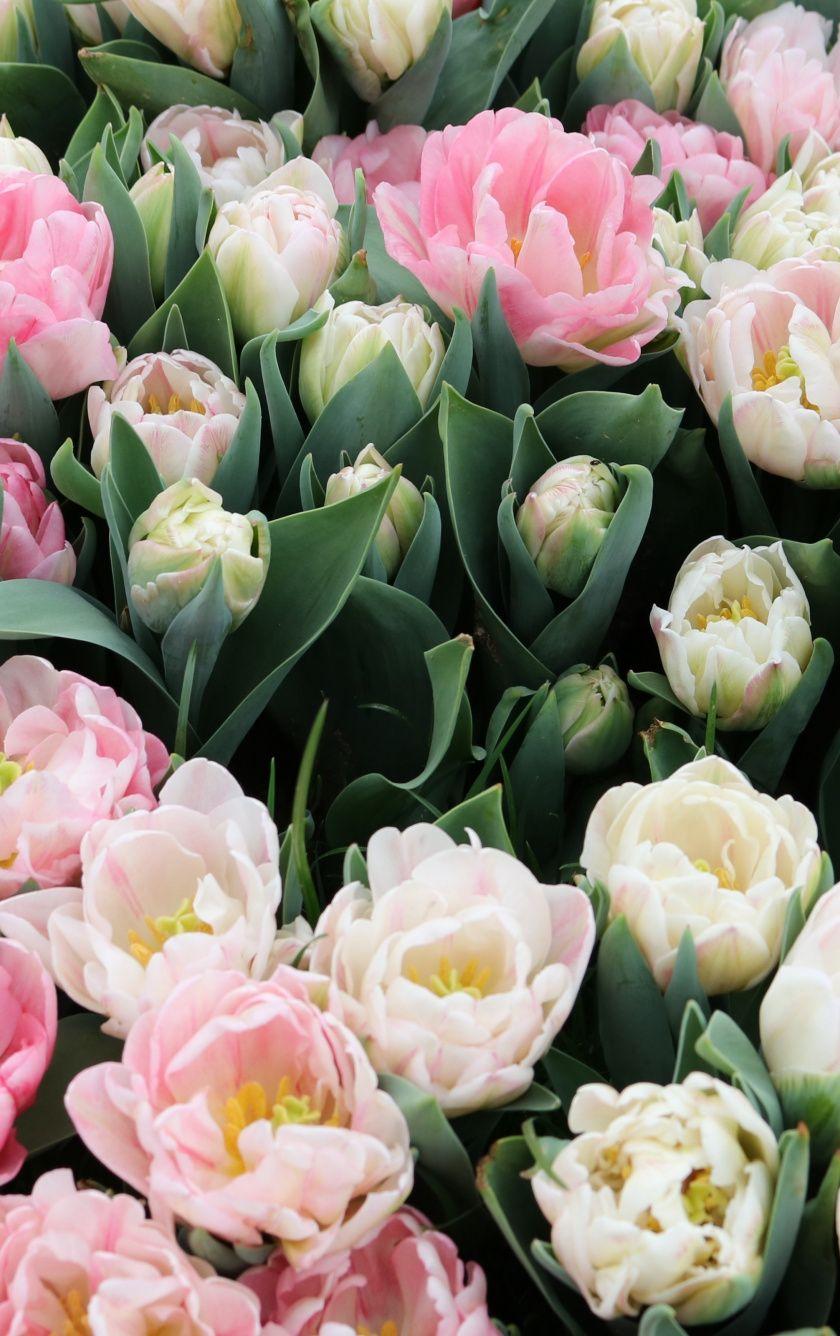 840x1336 Tulips, Fresh, White & Pink Flowers, Wallpaper X