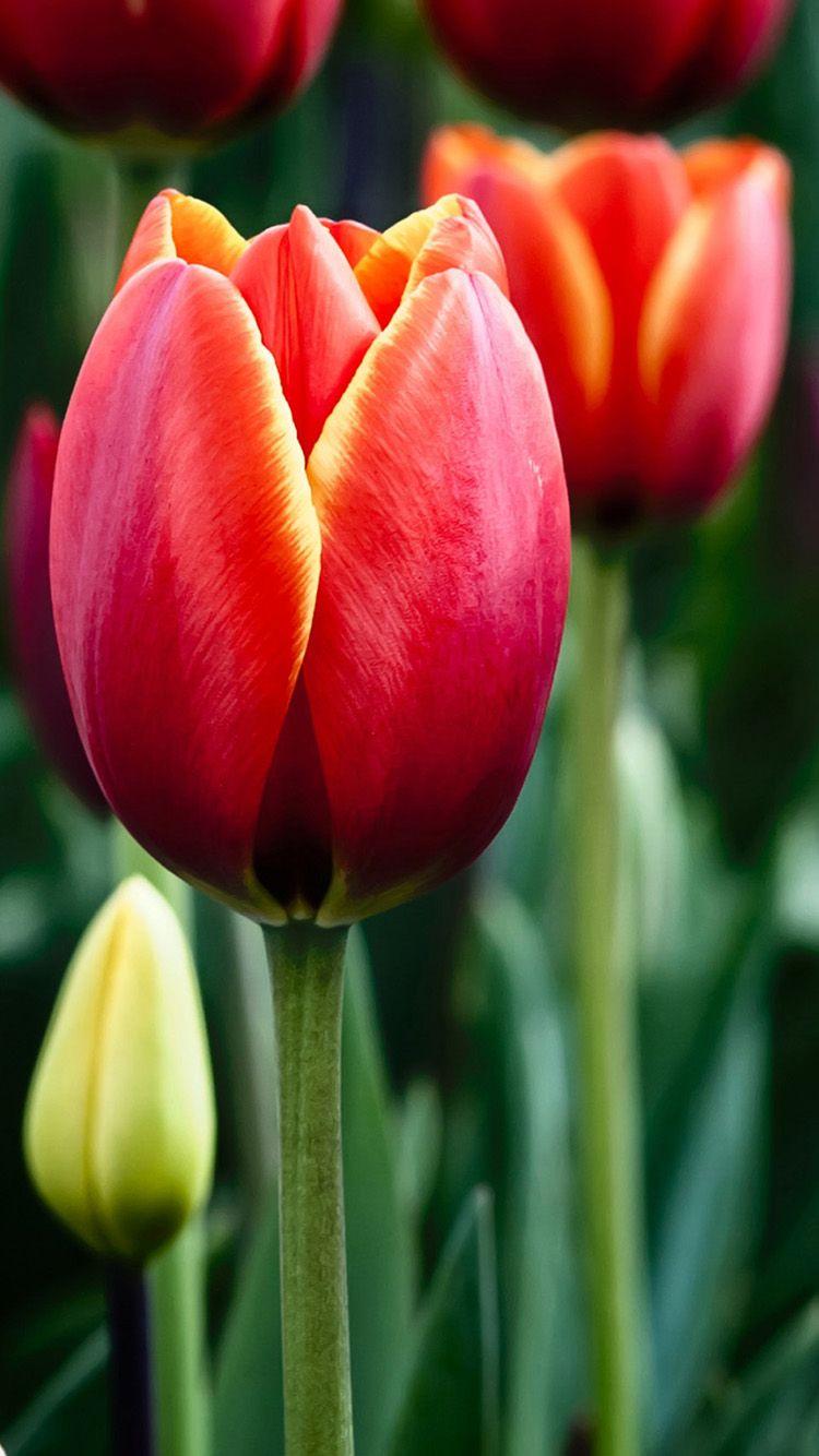 750x1334 Tulip Wallpaper for iPhone