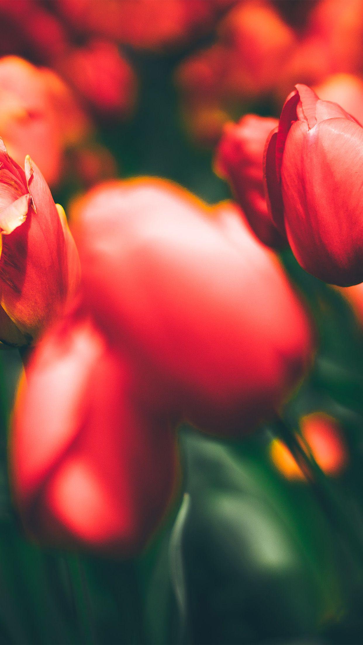 1242x2208 iPhone7 wallpaper. tulips red