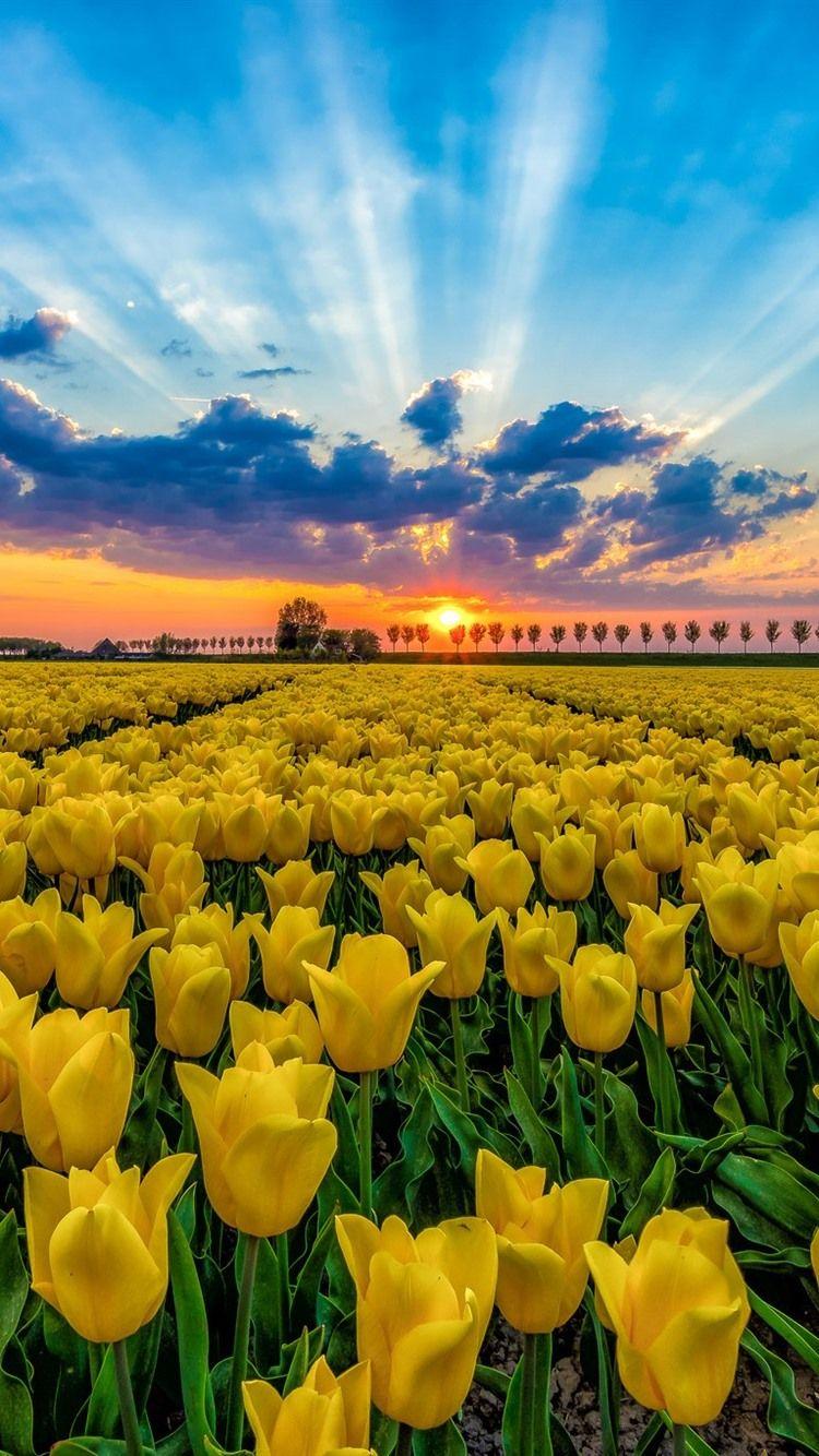 Yellow Tulips Wallpapers Top Free Yellow Tulips Backgrounds
