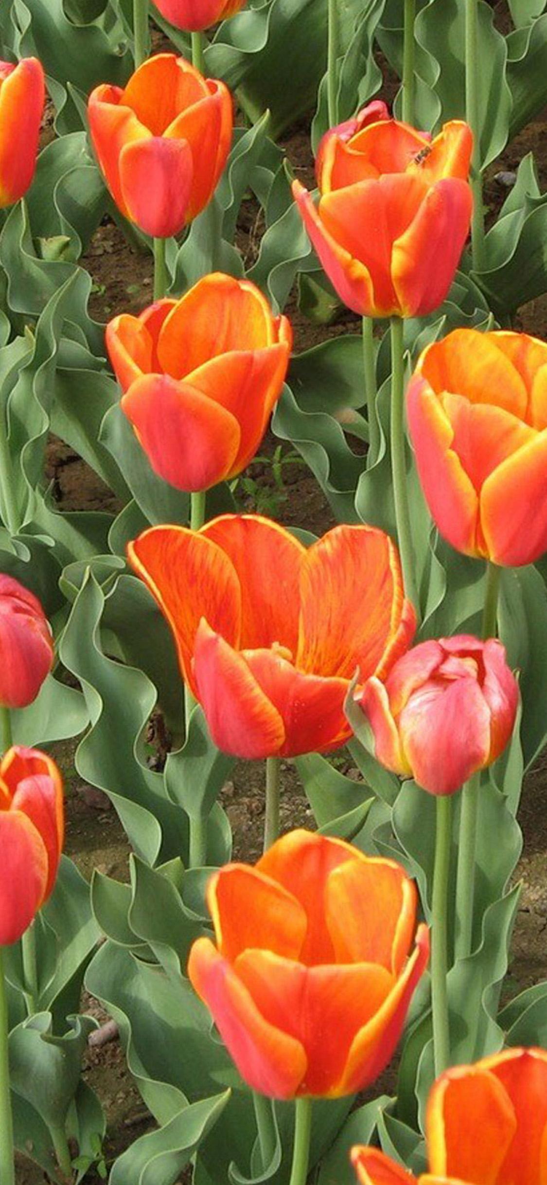 1125x2437 Red Tulips IPhone X2 Wallpaper Download IPhoneX2Wallpaper
