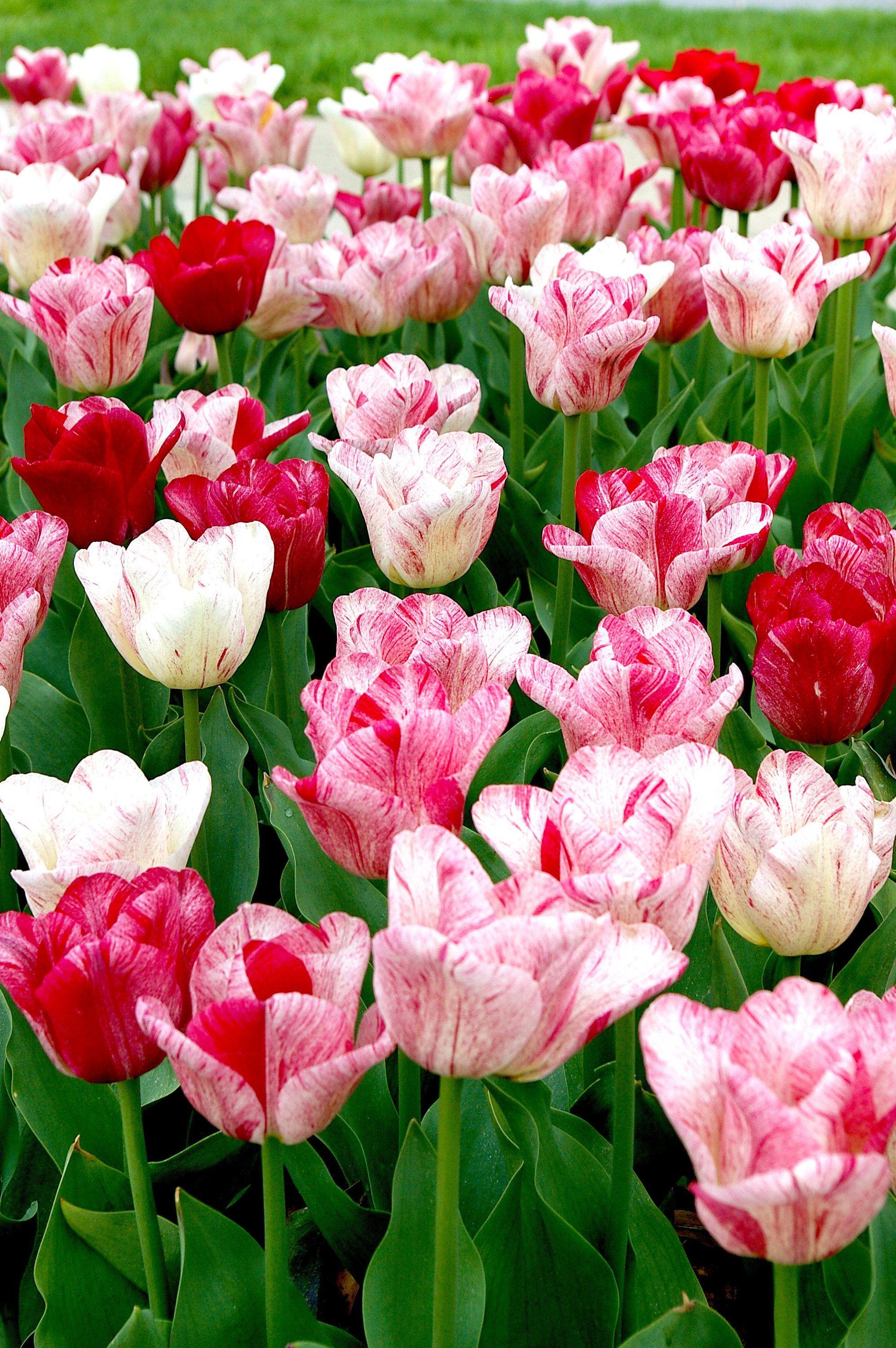 1995x3000 Sale Of Tulips Wallpaper High Quality
