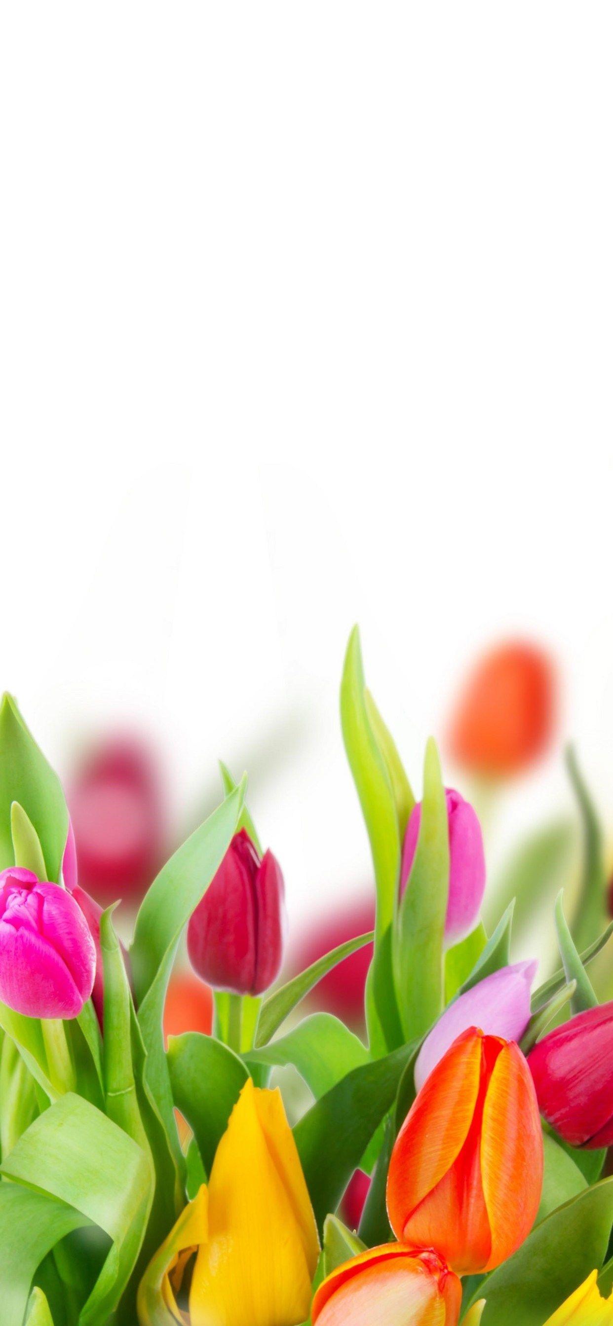 1242x2688 Colorful Tulips iPhone XS MAX HD 4k Wallpaper