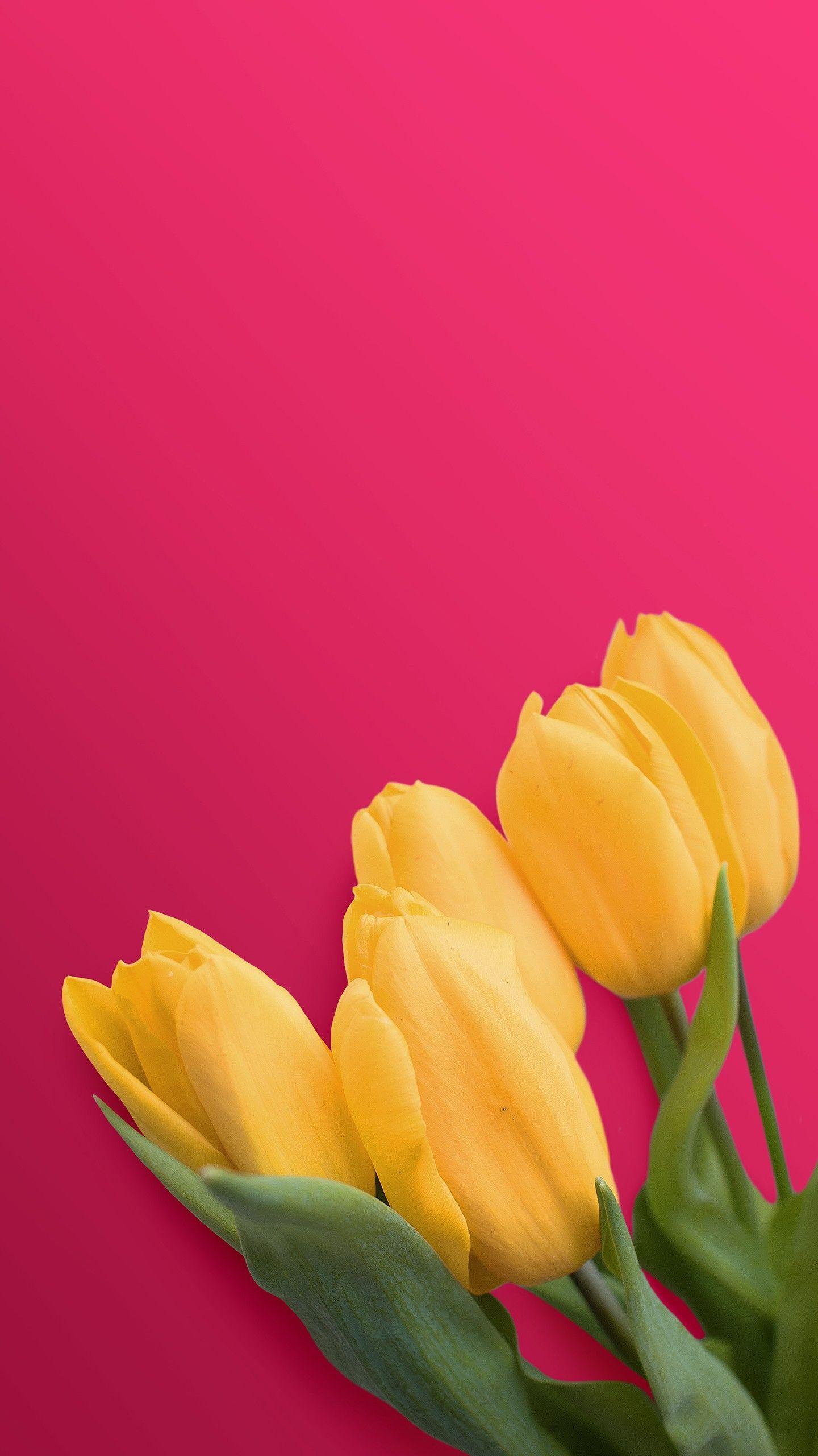 1440x2560 Yellow Tulips 4K Wallpaper