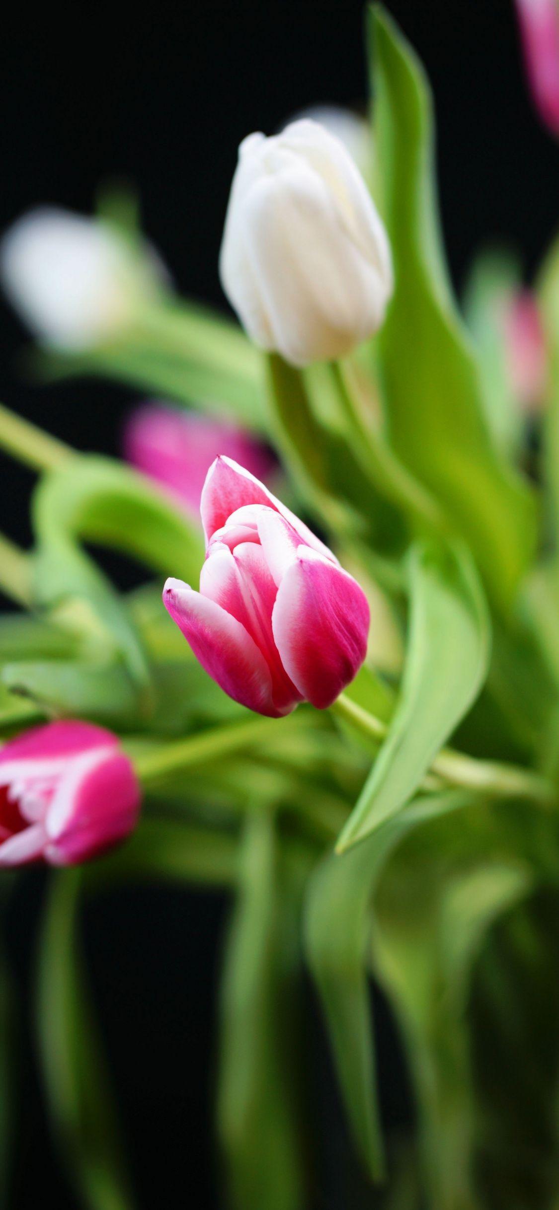 1125x2436 Download 1125x2436 wallpaper tulip, leaves, flowers, blur