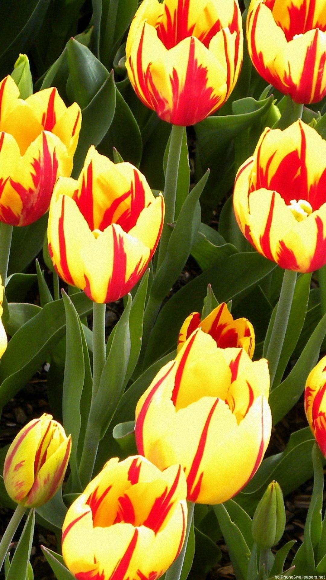 1080x1920 Tulip Wallpaper for iPhone