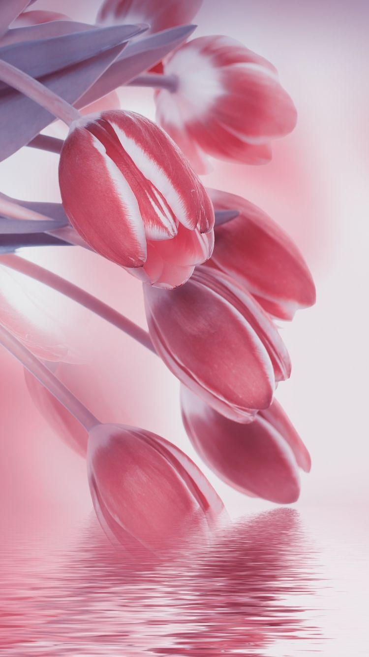 750x1334 Earth Tulip (750x1334) Wallpaper