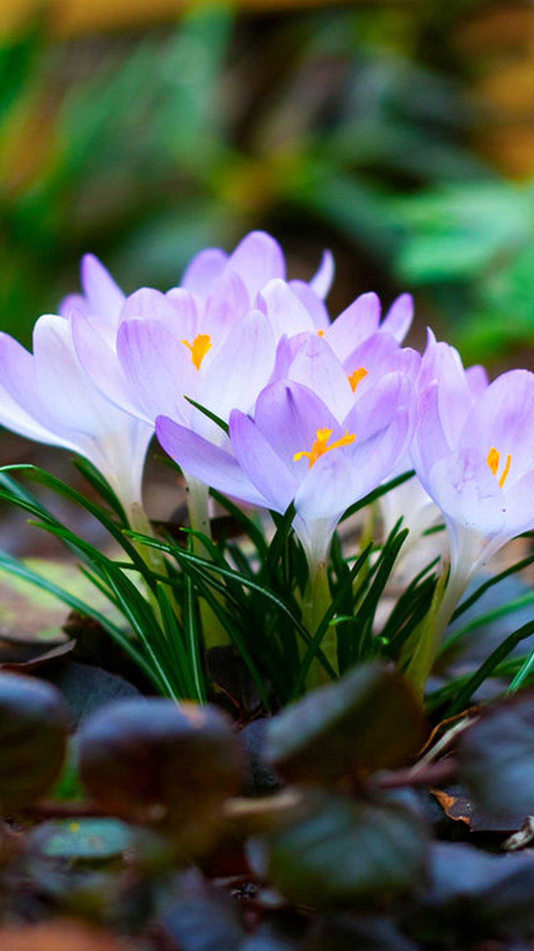 1080x1920 Free Flowers HD Wallpaper Download