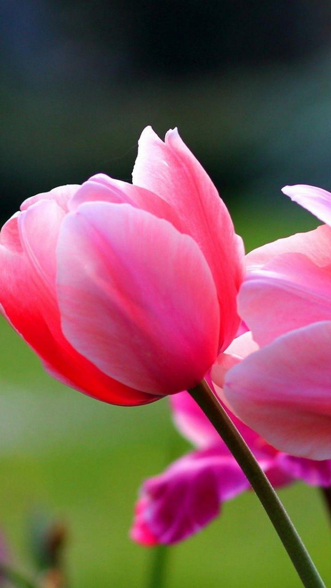 1080x1920 Spring Flowers Wallpaper High Quality Hupages Download