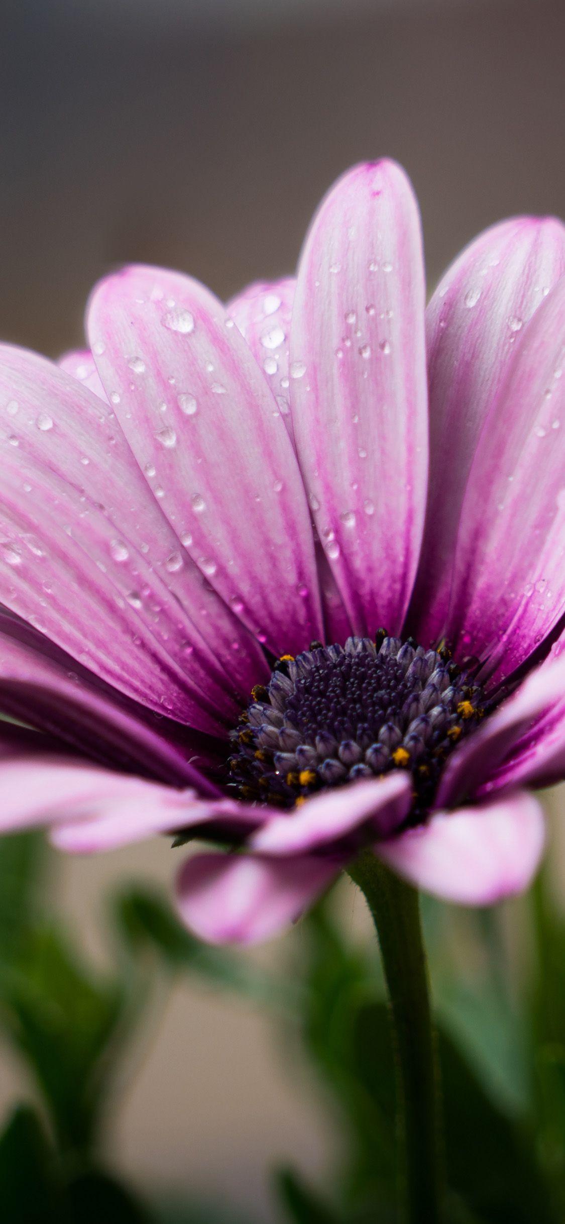 1125x2436 iPhone X wallpaper. flower purple