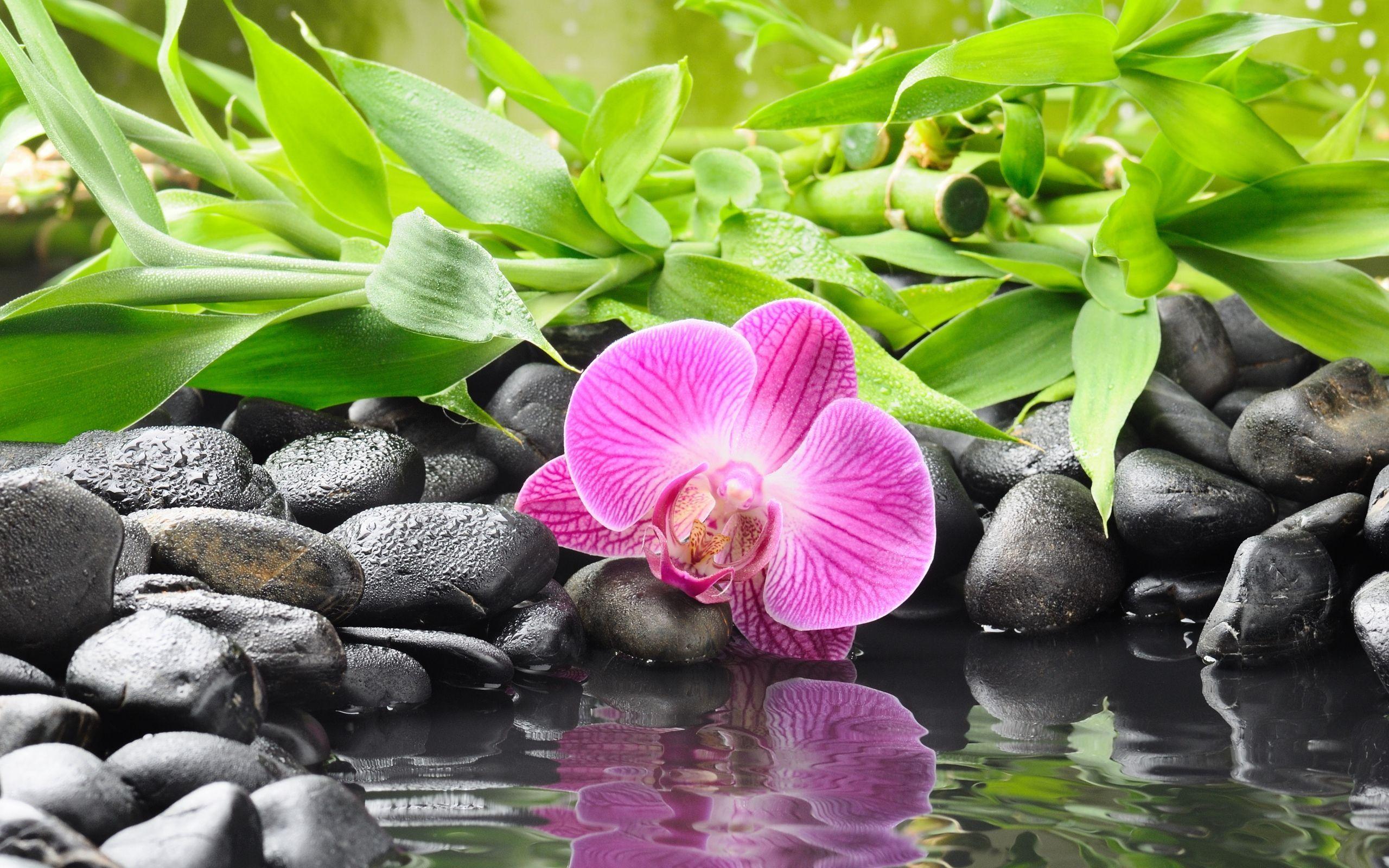 2560x1600 Zen Computer Wallpaper, Desktop Background. Download Wallpaper