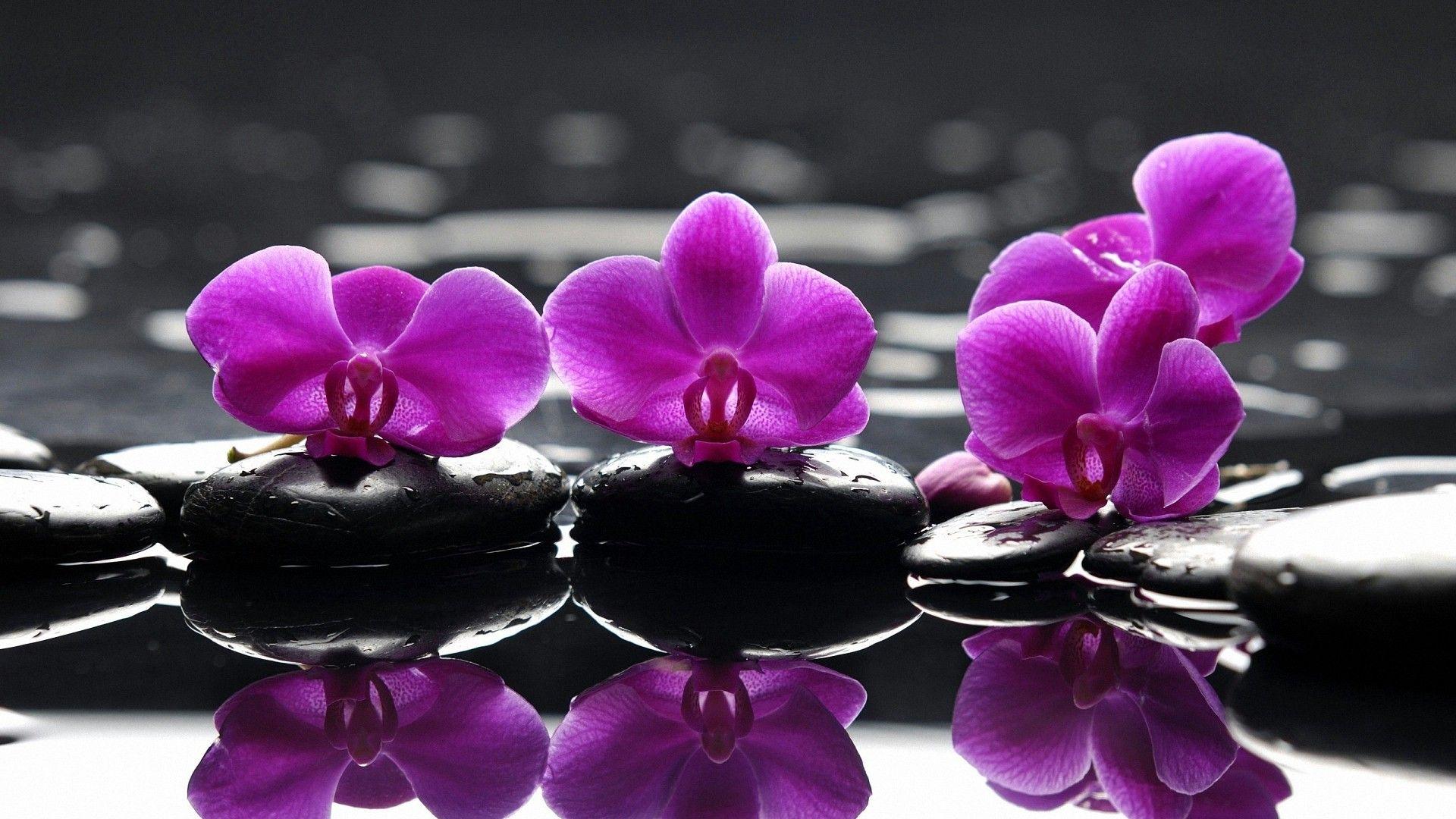1920x1080 Cute Water Flower Stone Zen HD Wallpaper