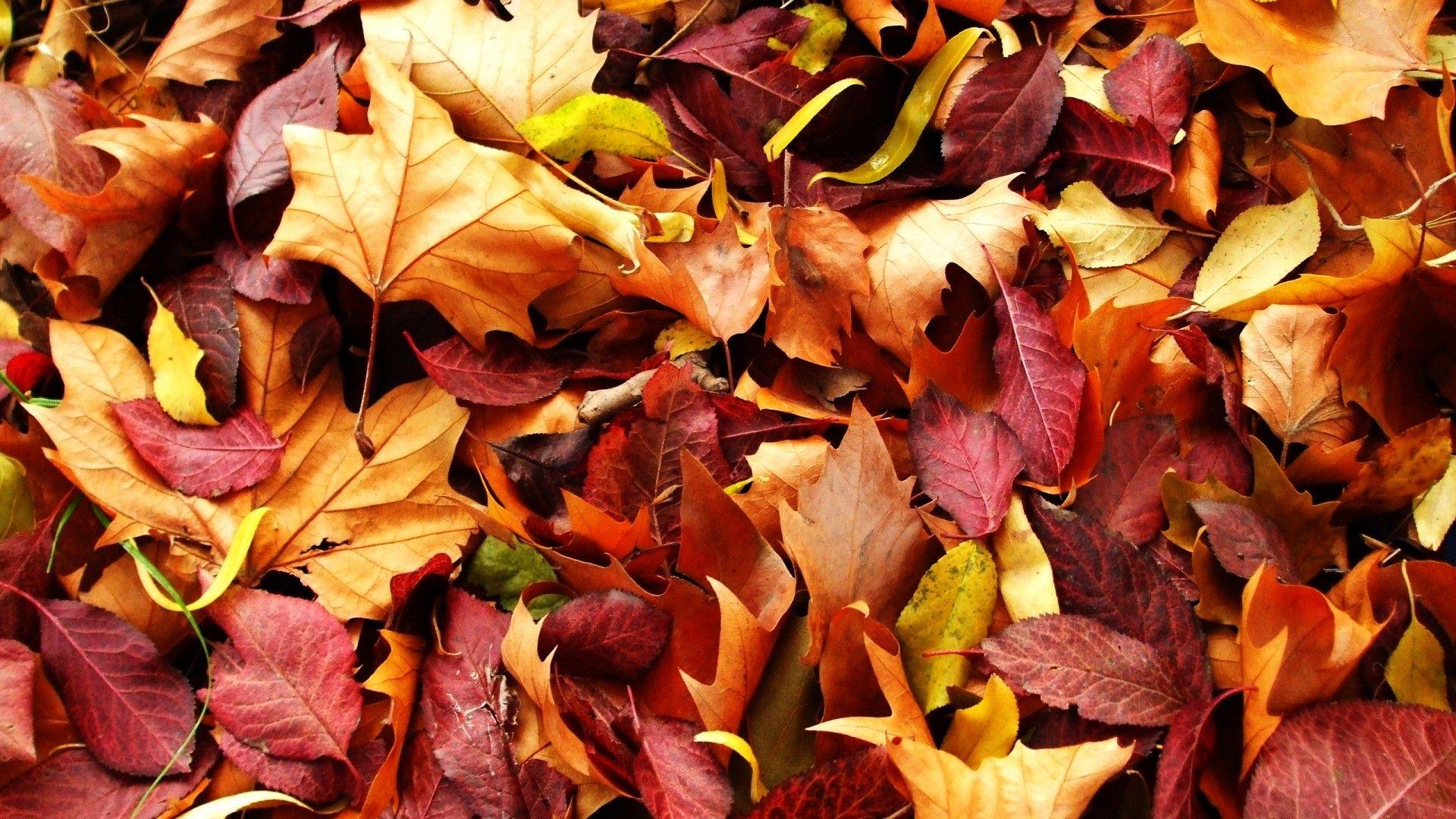 1920x1080 Autumn HD Wallpaper Wallpaper We Heart, HD