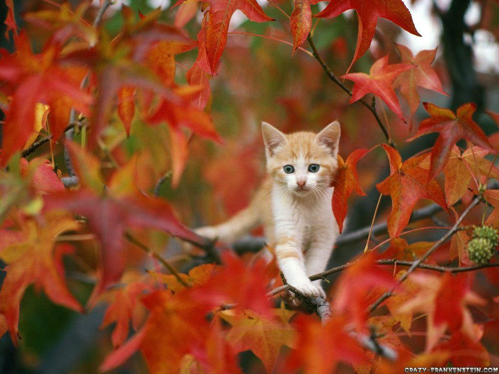 1024x768 Autumn Graphics Picture: Autumn Desktop Wallpaper