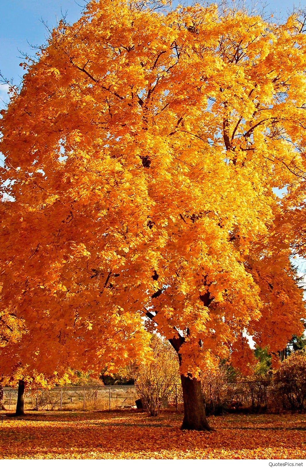 1067x1630 September Fall Image