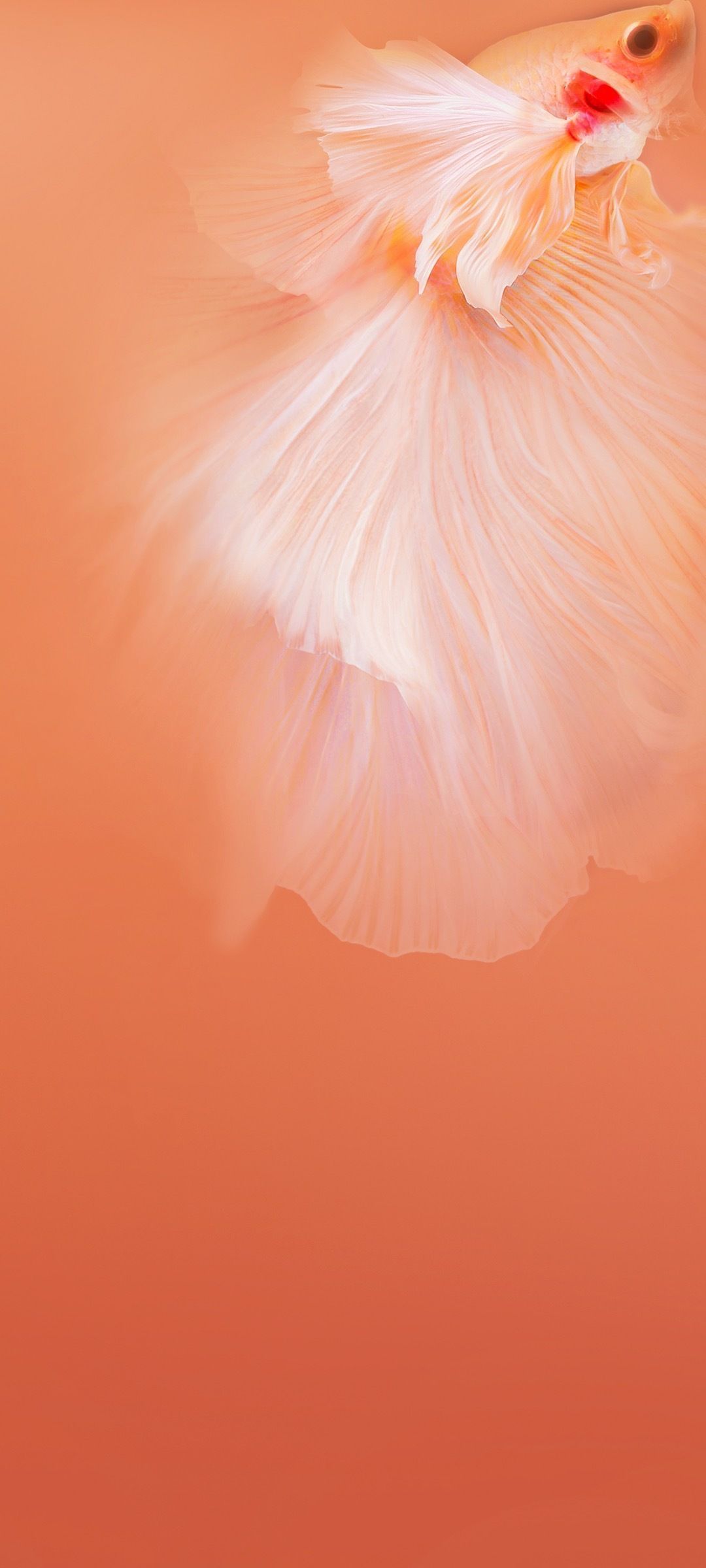 1080x2400 Vivo Z6 Wallpaper YTECHB Exclusive