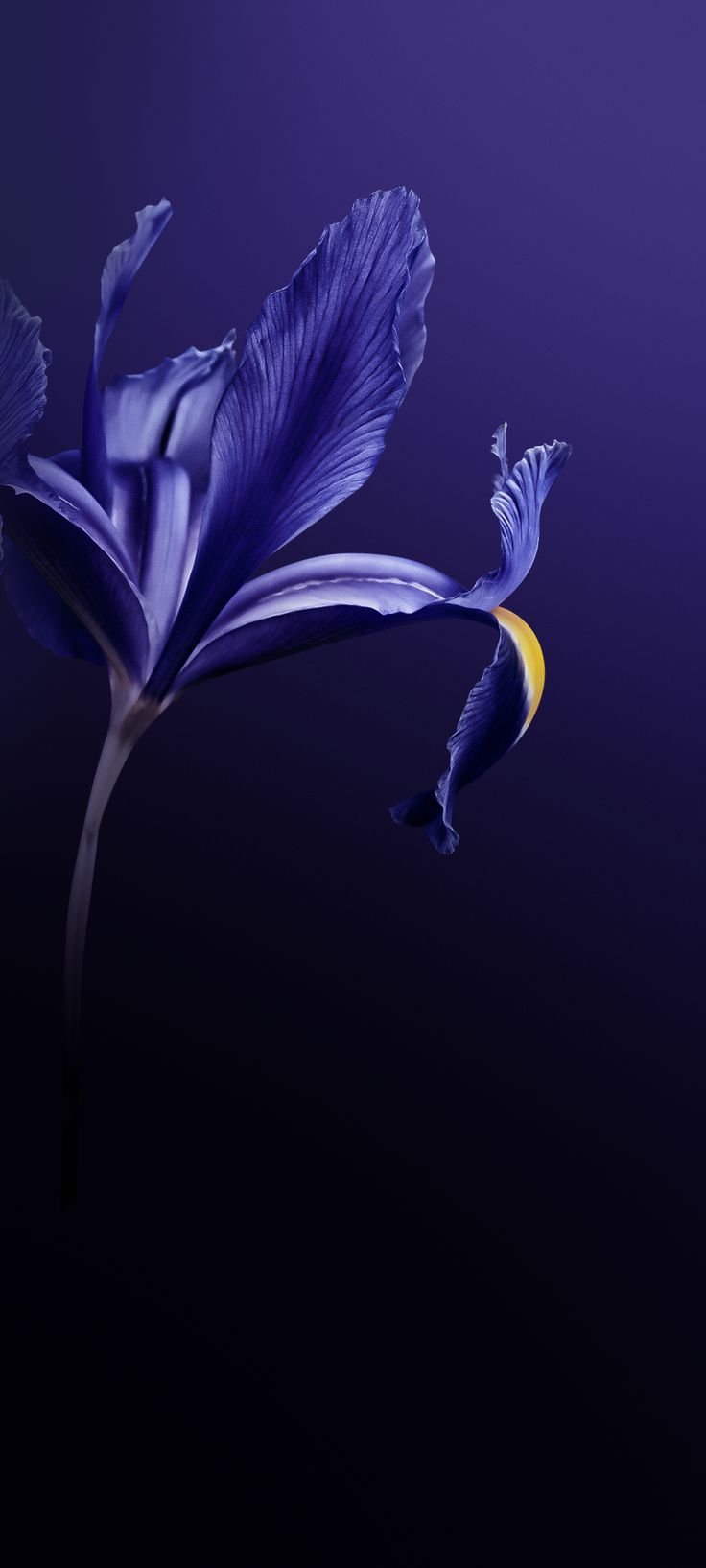 736x1635 Vivo X30 Pro Wallpaper YTECHB