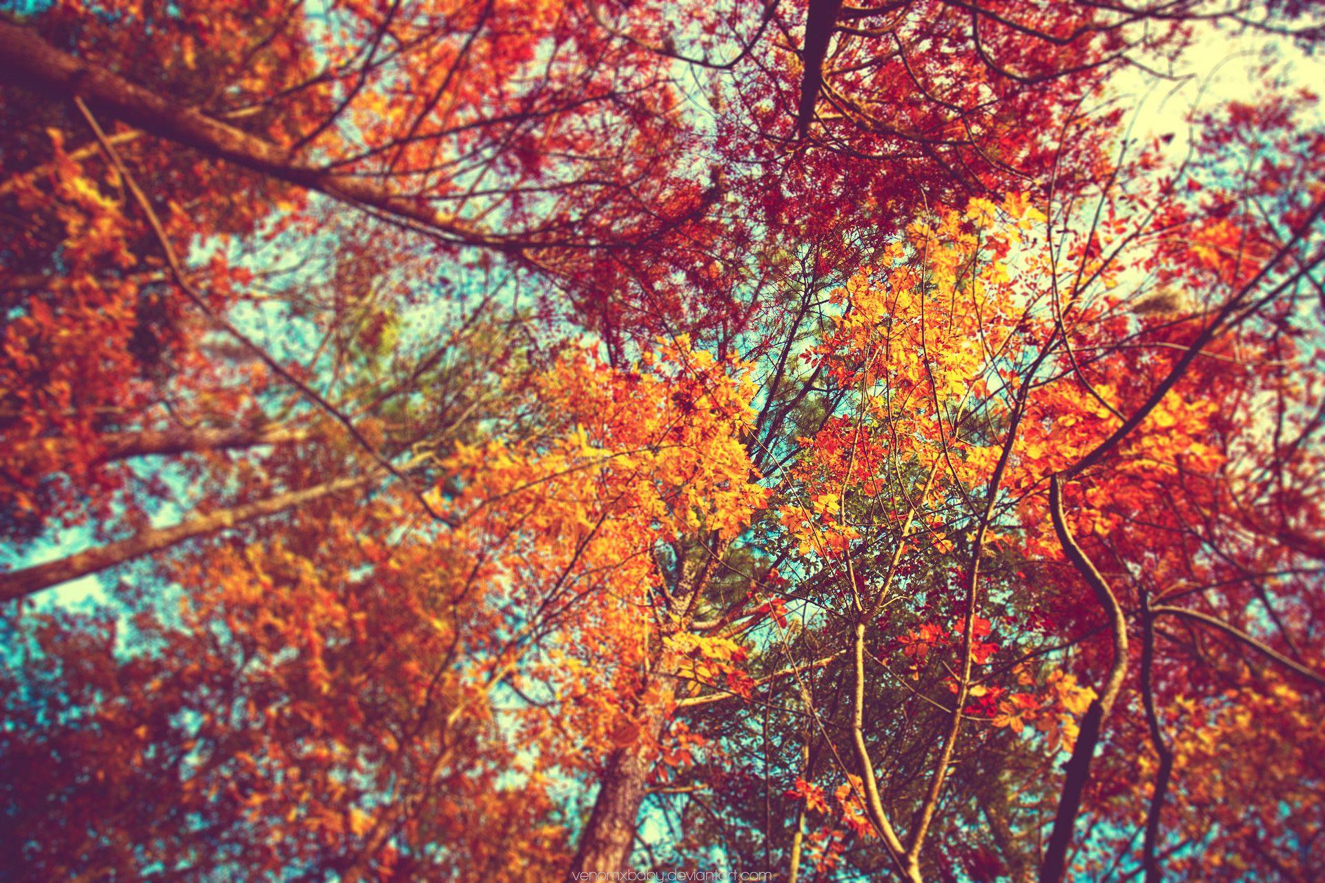 1920x1280 Cute Fall Wallpaper Background