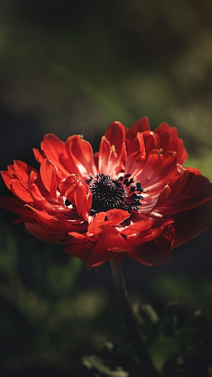 720x1280 Red, anemone, flower, portrait, 720x1280 wallpaper