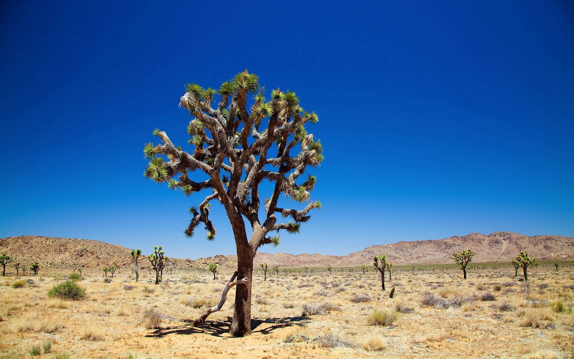 1920x1200 Download free Cactus Trees In Desert