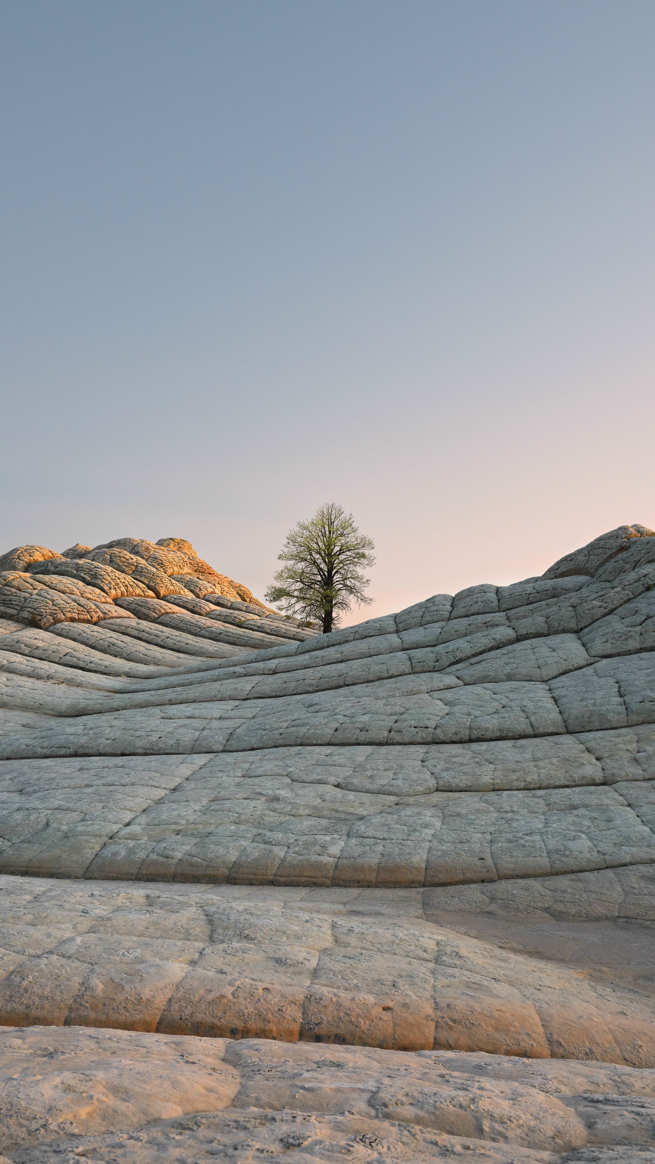 2160x3840 Wallpaper iOS 14. Desert, Tree, Day