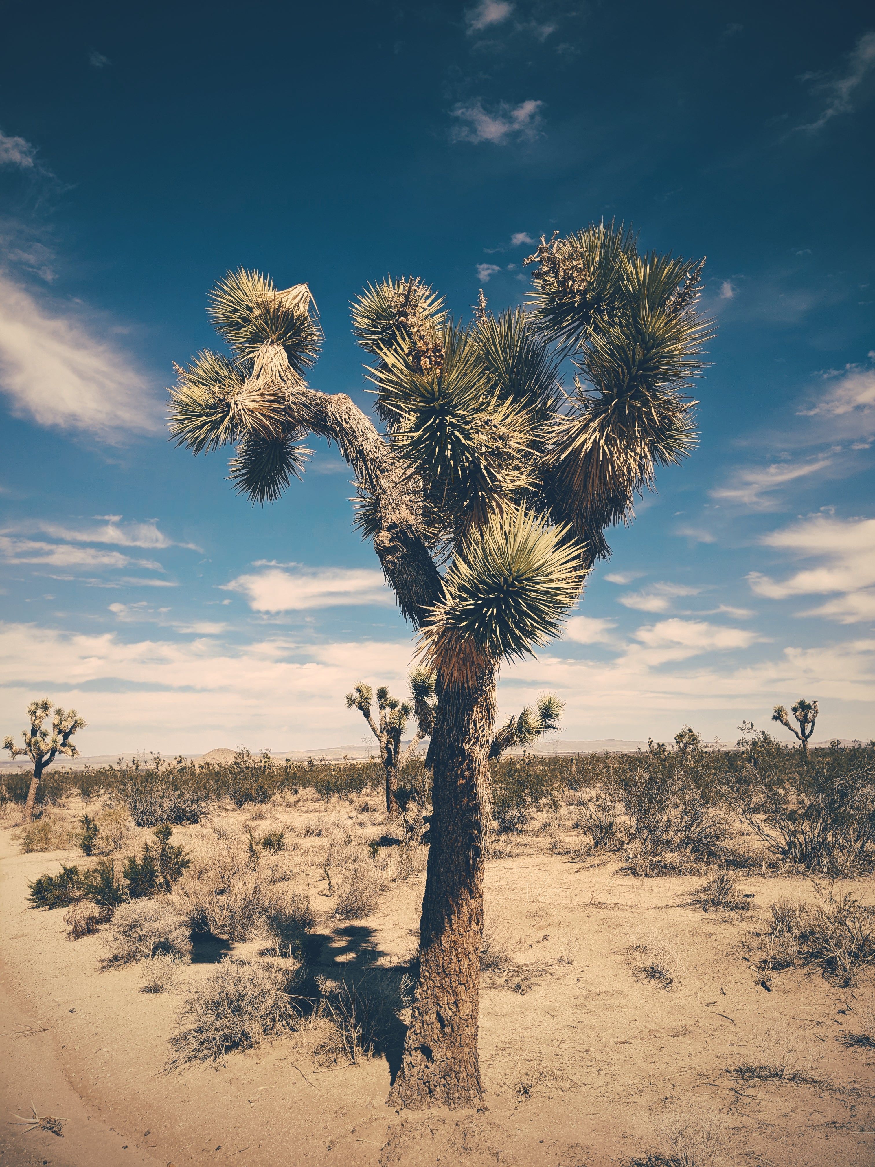 3024x4032 Joshua Tree. natural perfume. piñon