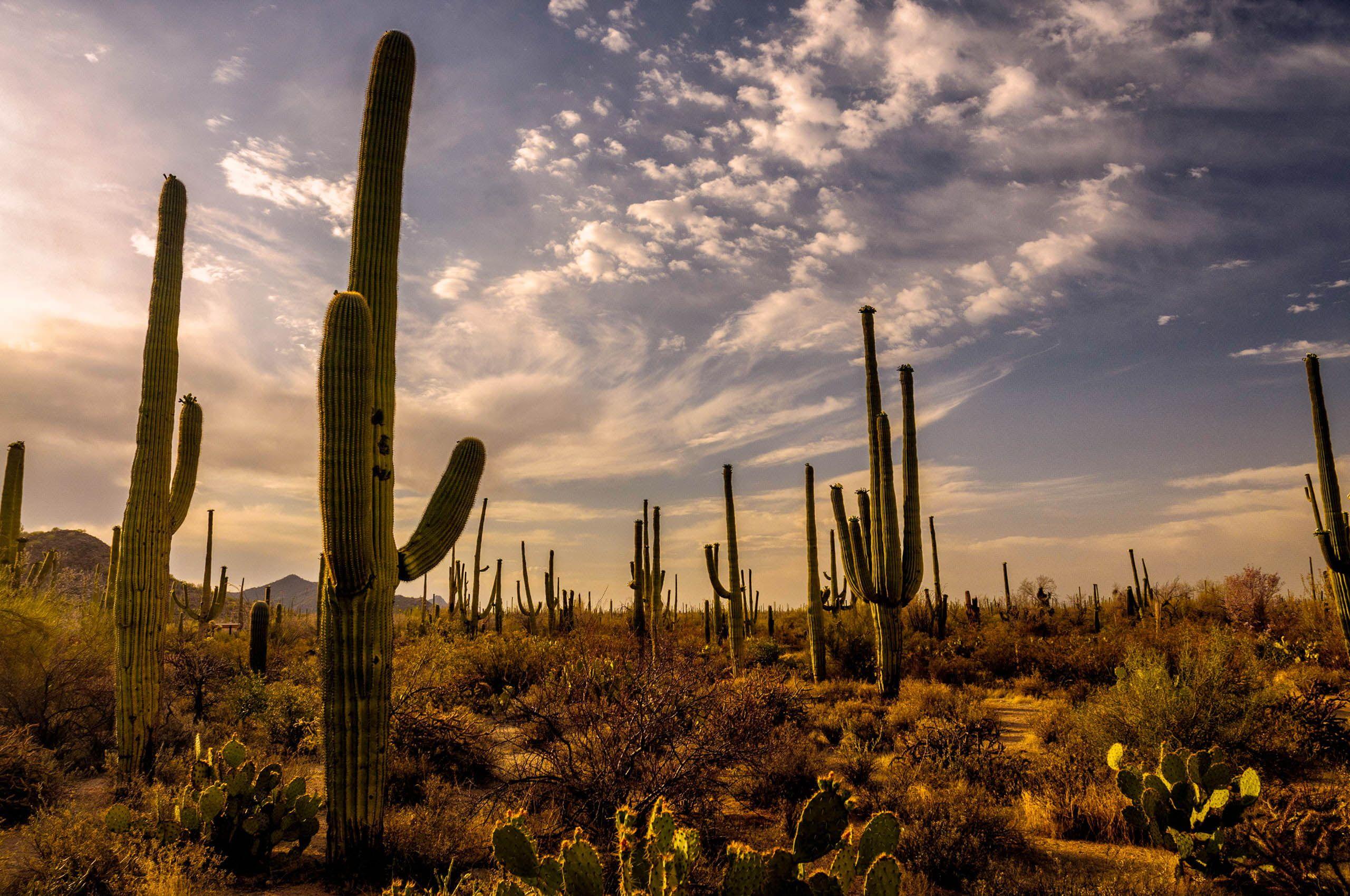 Cactus Landscape Desktop Wallpaper