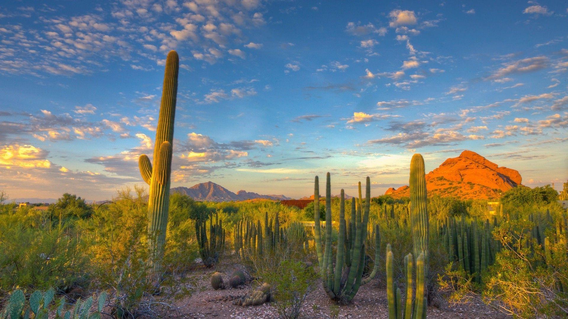 Arizona Desert Wallpapers - Top Những Hình Ảnh Đẹp