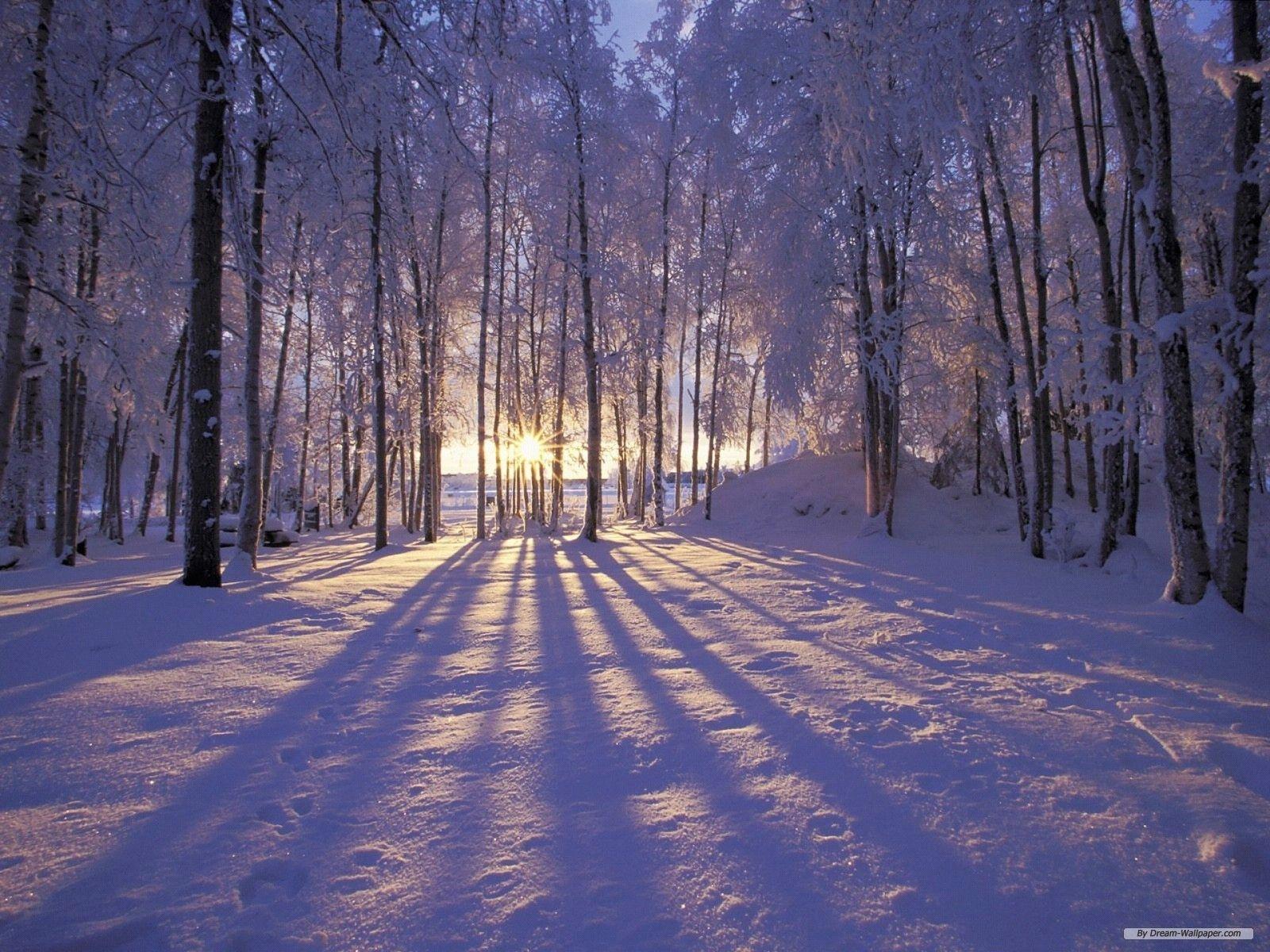 1600x1200 Winter Wonderland Background