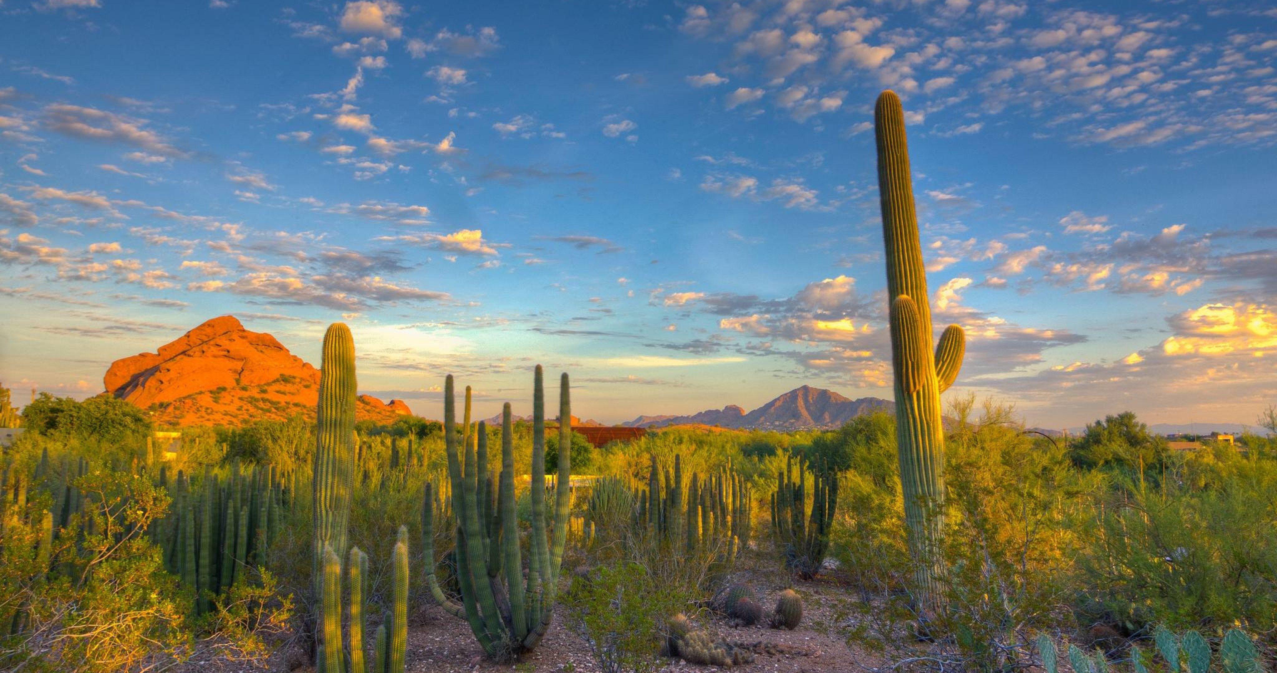 Cactus Landscape Desktop Wallpaper