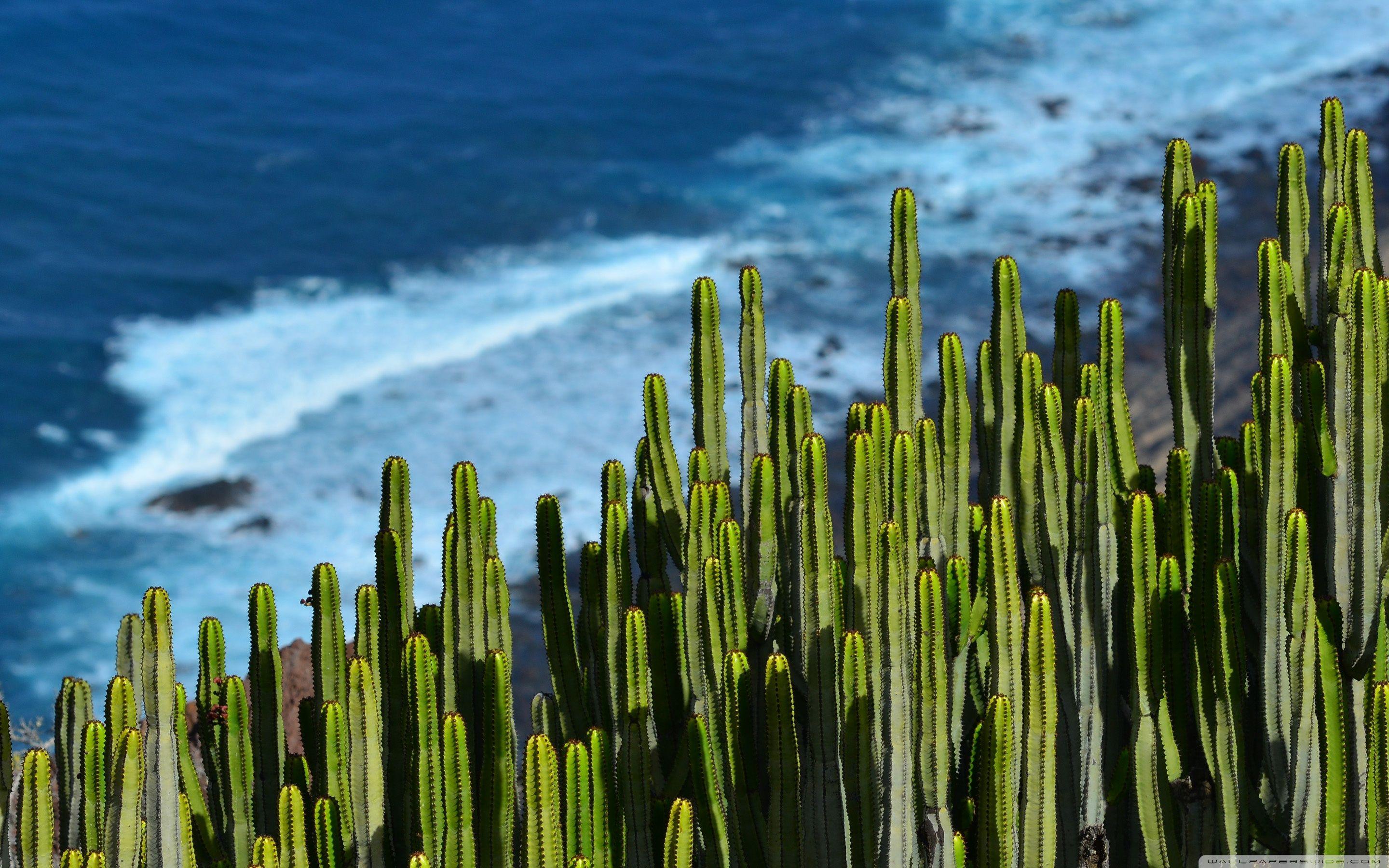 2880x1800 Desert Cactus ❤ 4K HD Desktop Wallpaper for 4K Ultra HD TV • Tablet