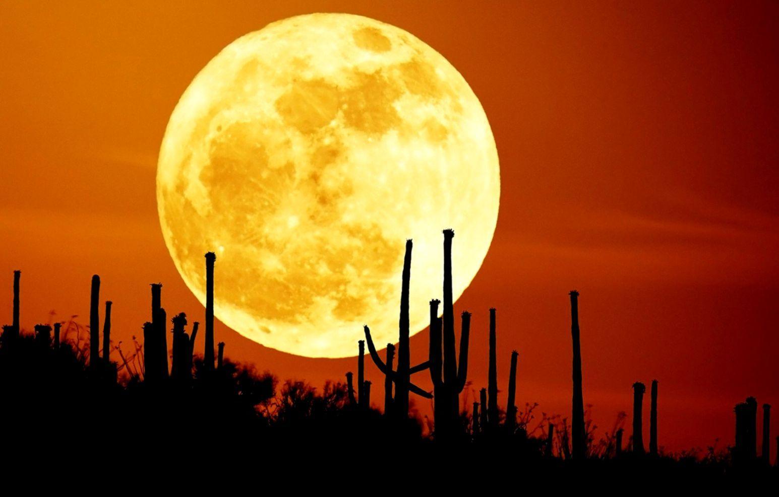 1545x987 Desert Night Sky Cactus