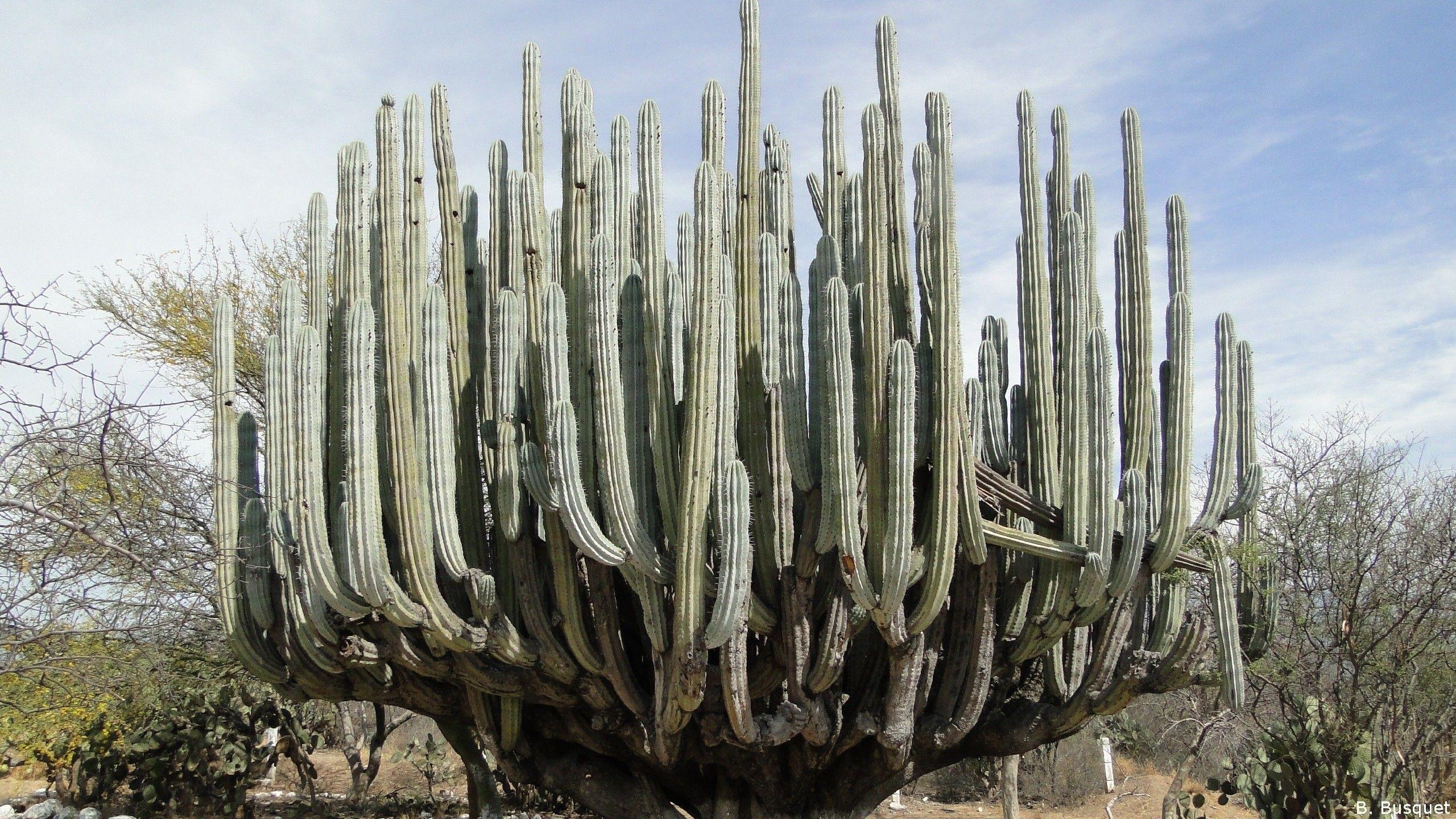 2560x1440 Huge cactus in the desert HD Wallpaper