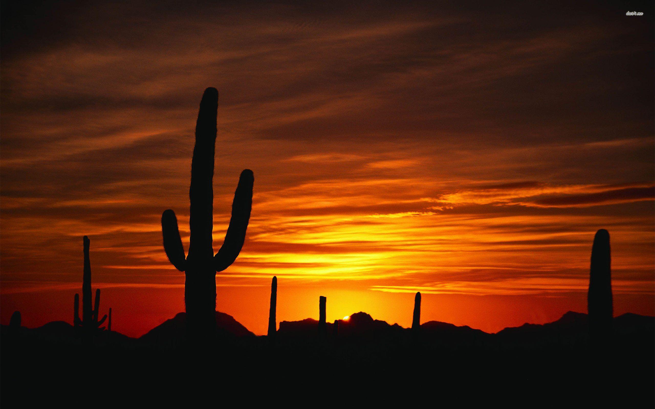 Deserts Sunset  Desert sunset graphy Desert sunset Desert sunset  painting Tucson Sunset HD phone wallpaper  Pxfuel