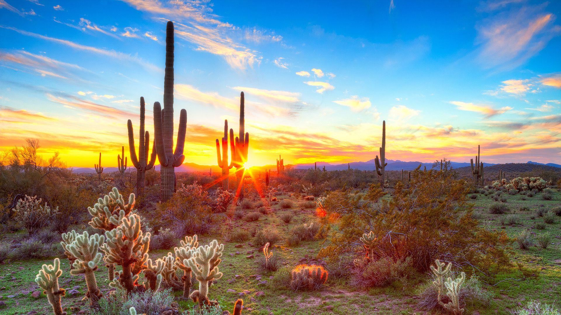 Sonoran Desert Wallpapers - Top Free Sonoran Desert Backgrounds ...