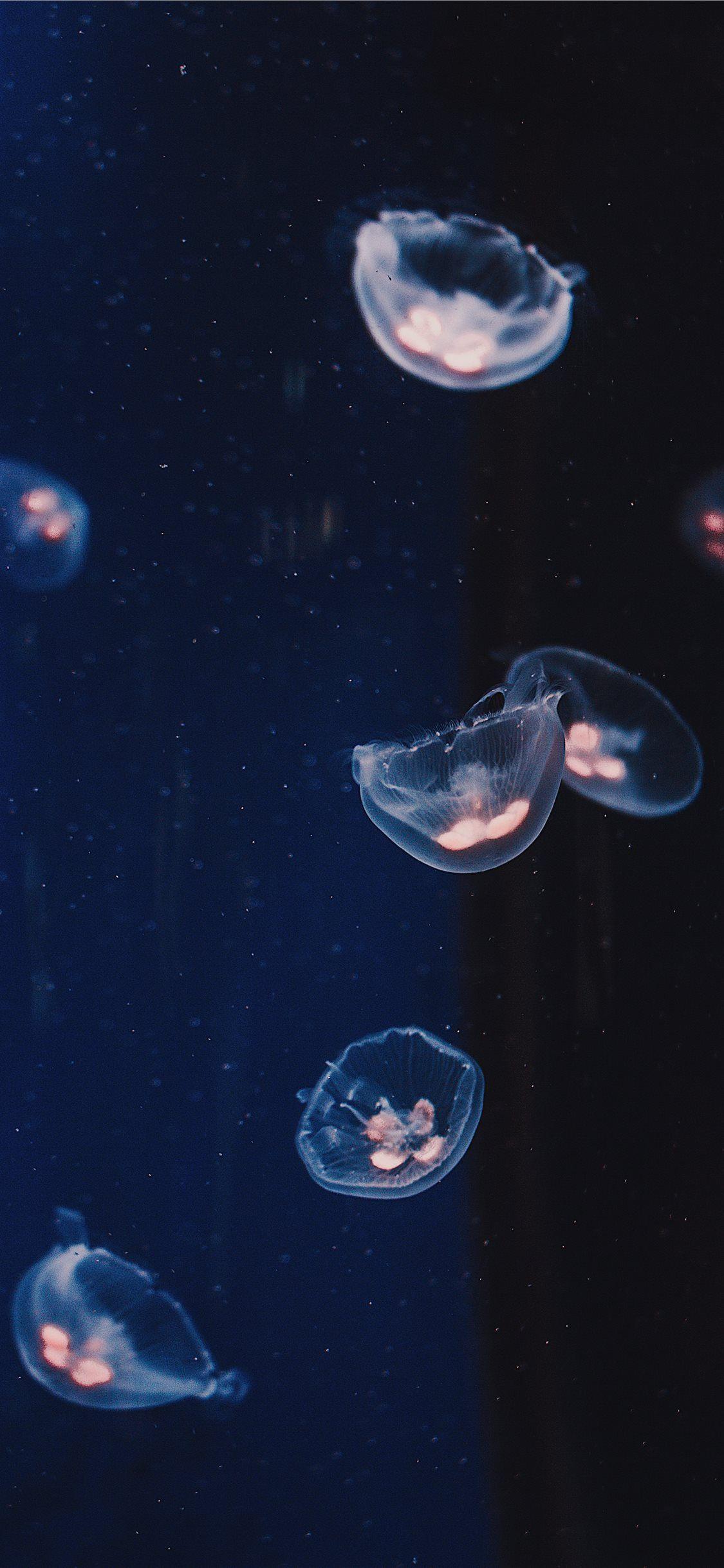 1125x2436 underwater photography of Jelly fishes iPhone X Wallpaper Free