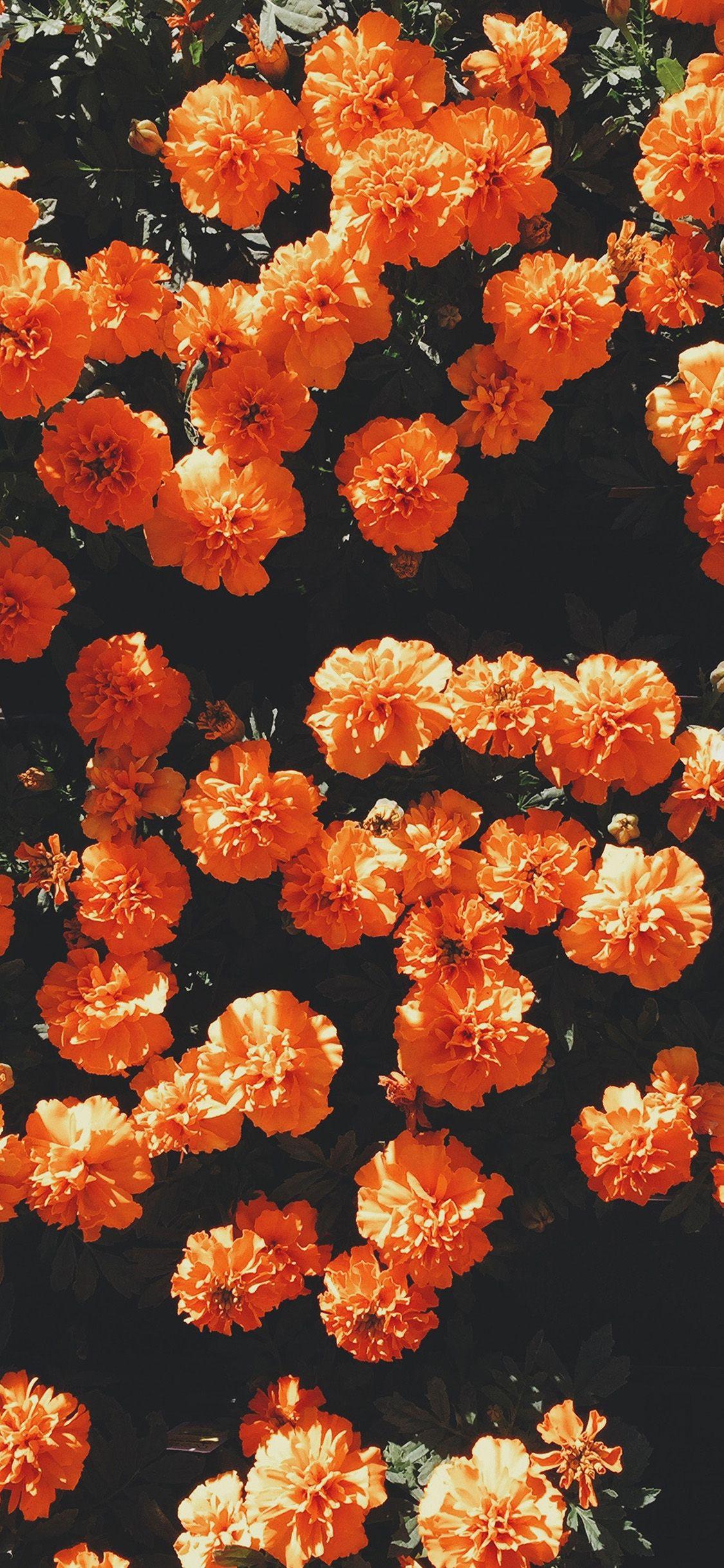 1125x2436 iPhone X wallpaper. flower red summer nature