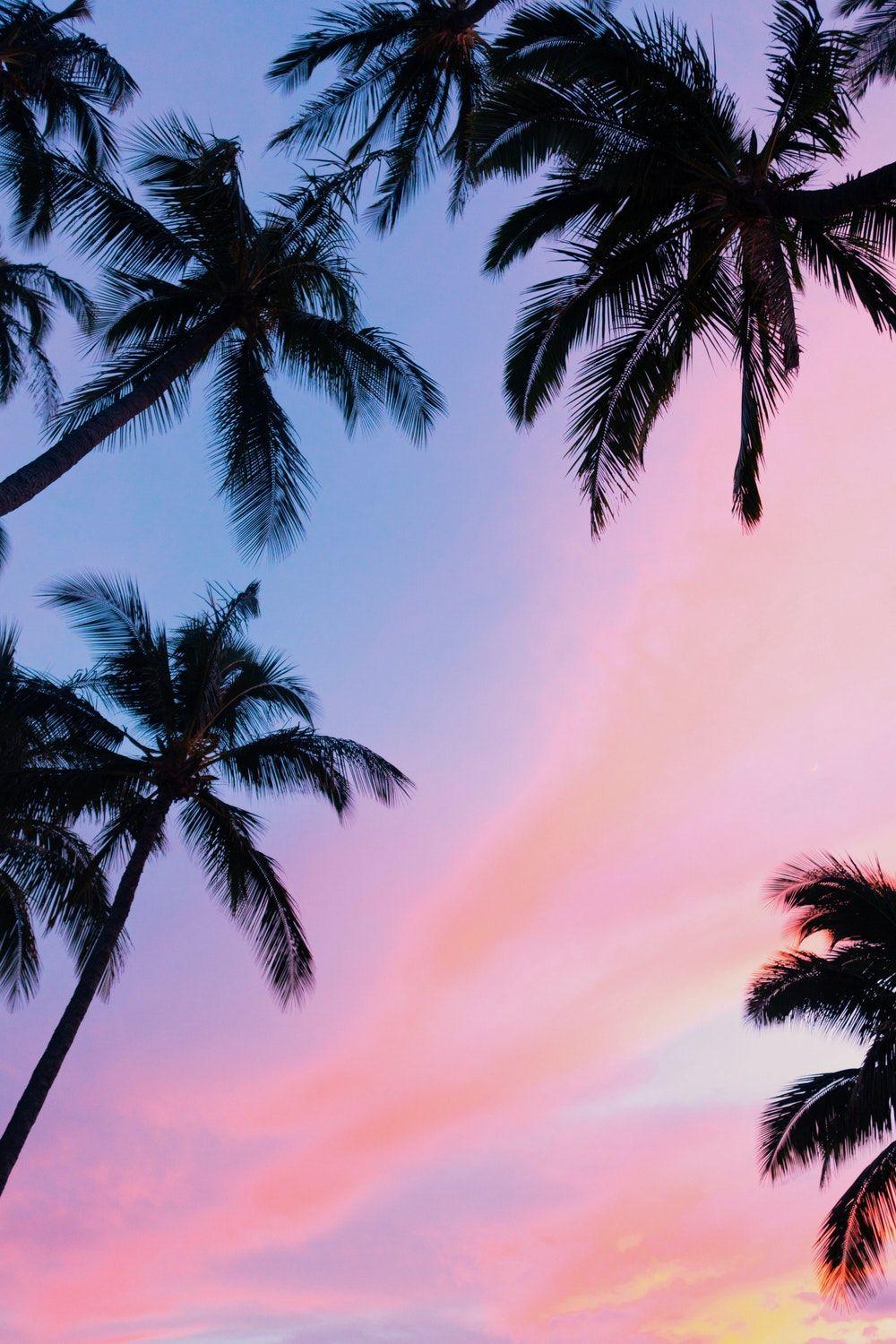 Pink Palm Tree Wallpapers Top Free Pink Palm Tree Backgrounds Wallpaperaccess