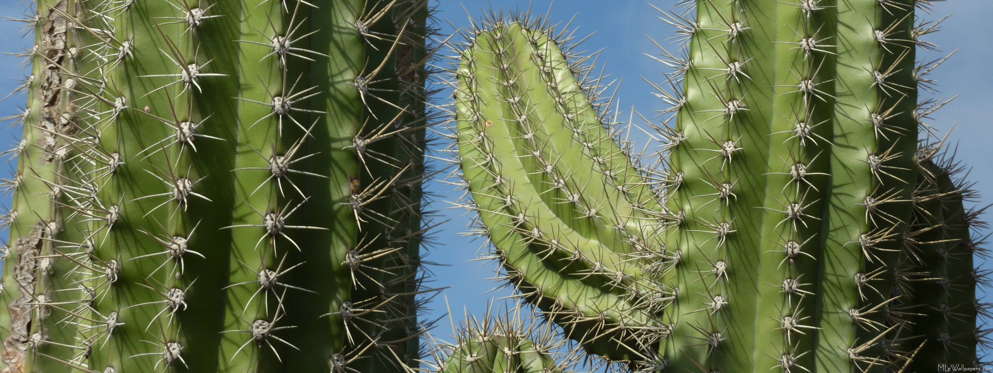 3194x1200 MLeWallpaper.com Cactus I