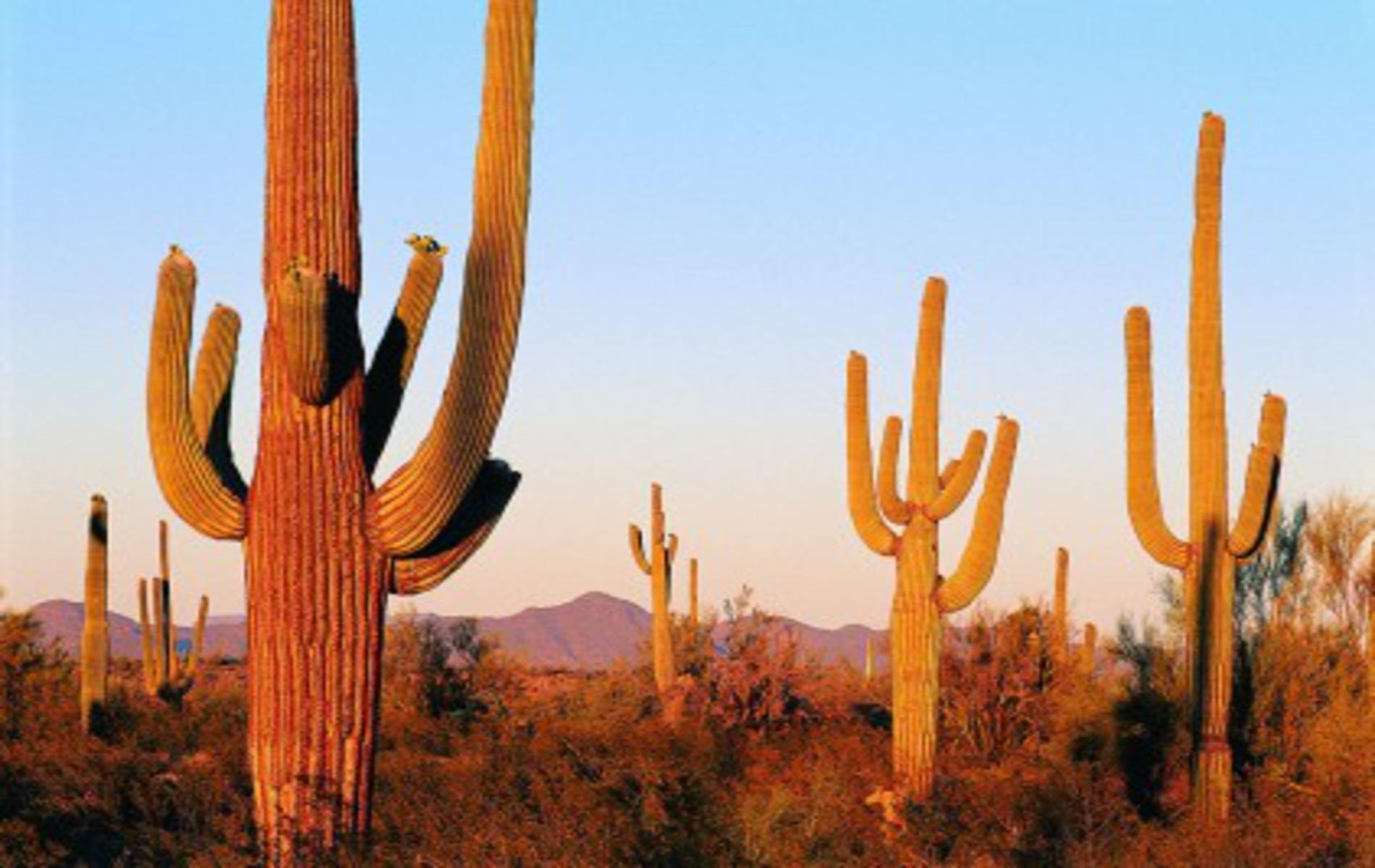 Desert Cactus Wallpapers - Top Free Desert Cactus Backgrounds