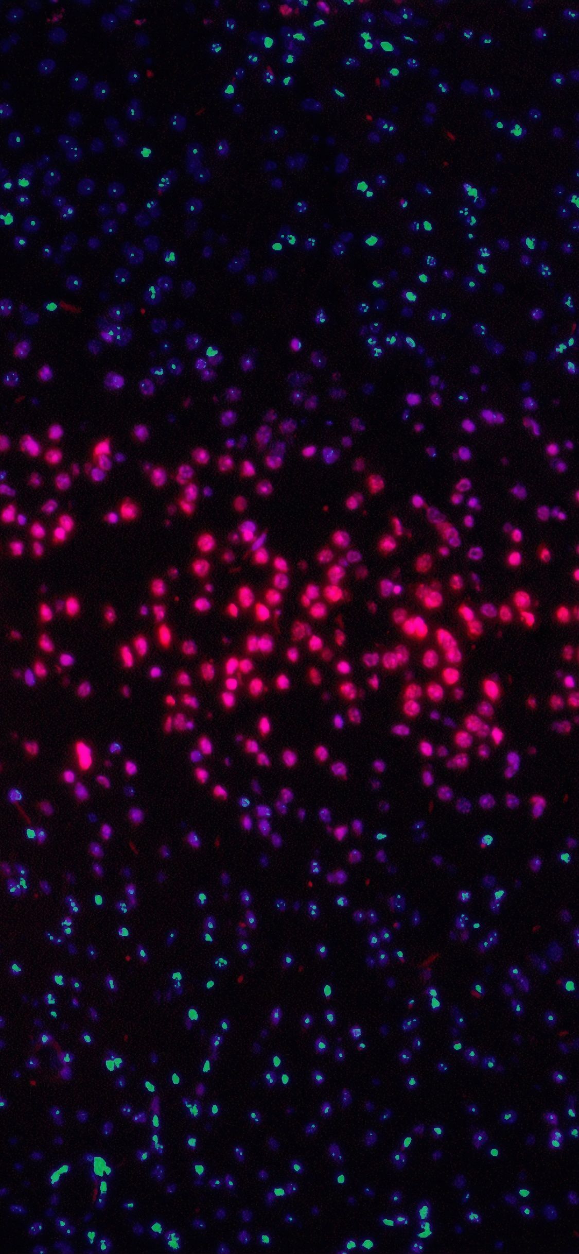 12K Mobile Wallpapers Top Free 12K