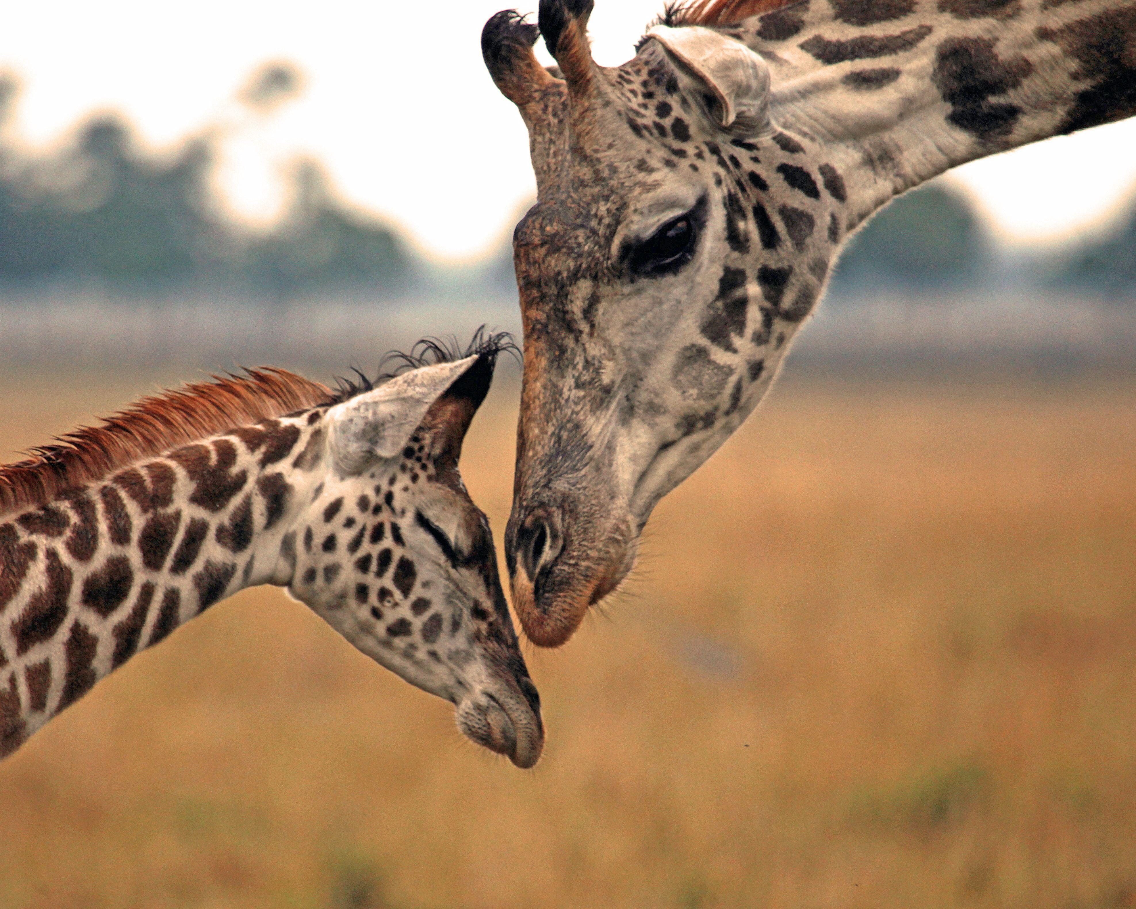 3951x3161 Mother Giraffe And Calf HD Desktop Wallpaper, Instagram photo