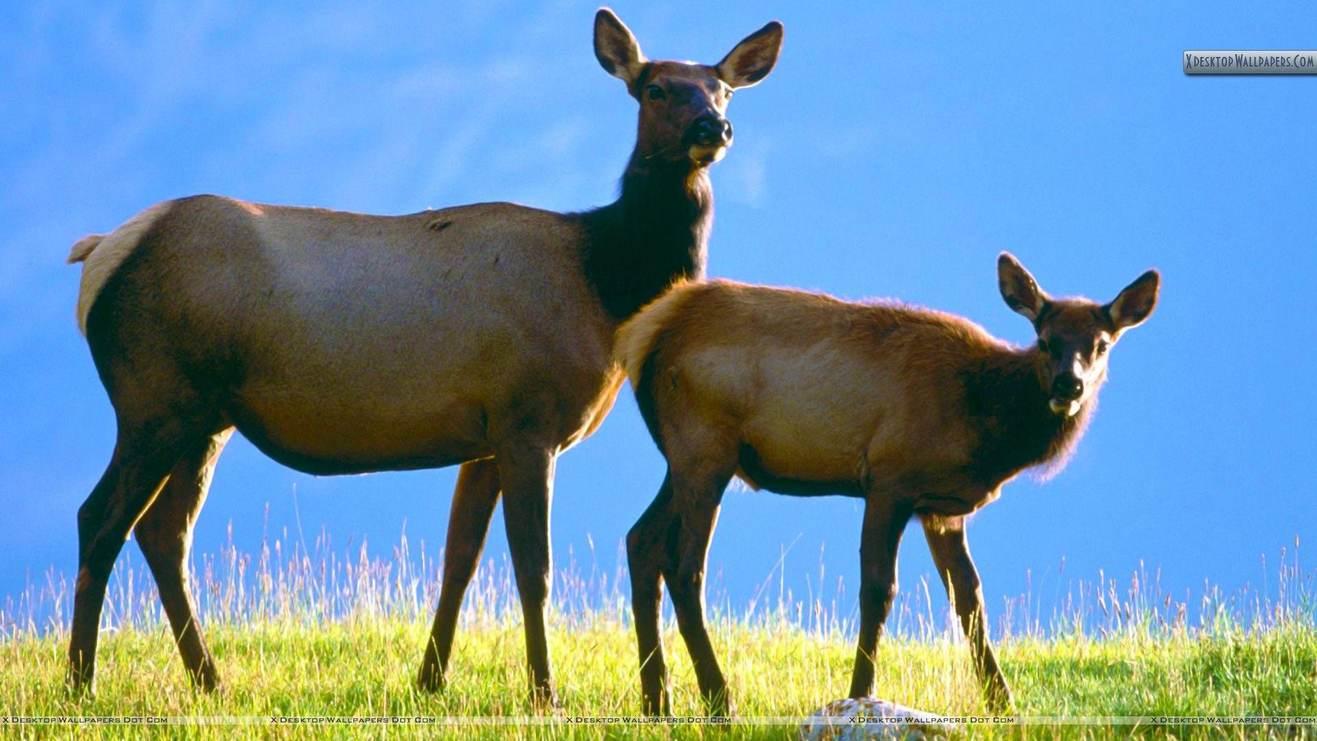 1920x1080 Cow Elk with Calf Wallpaper