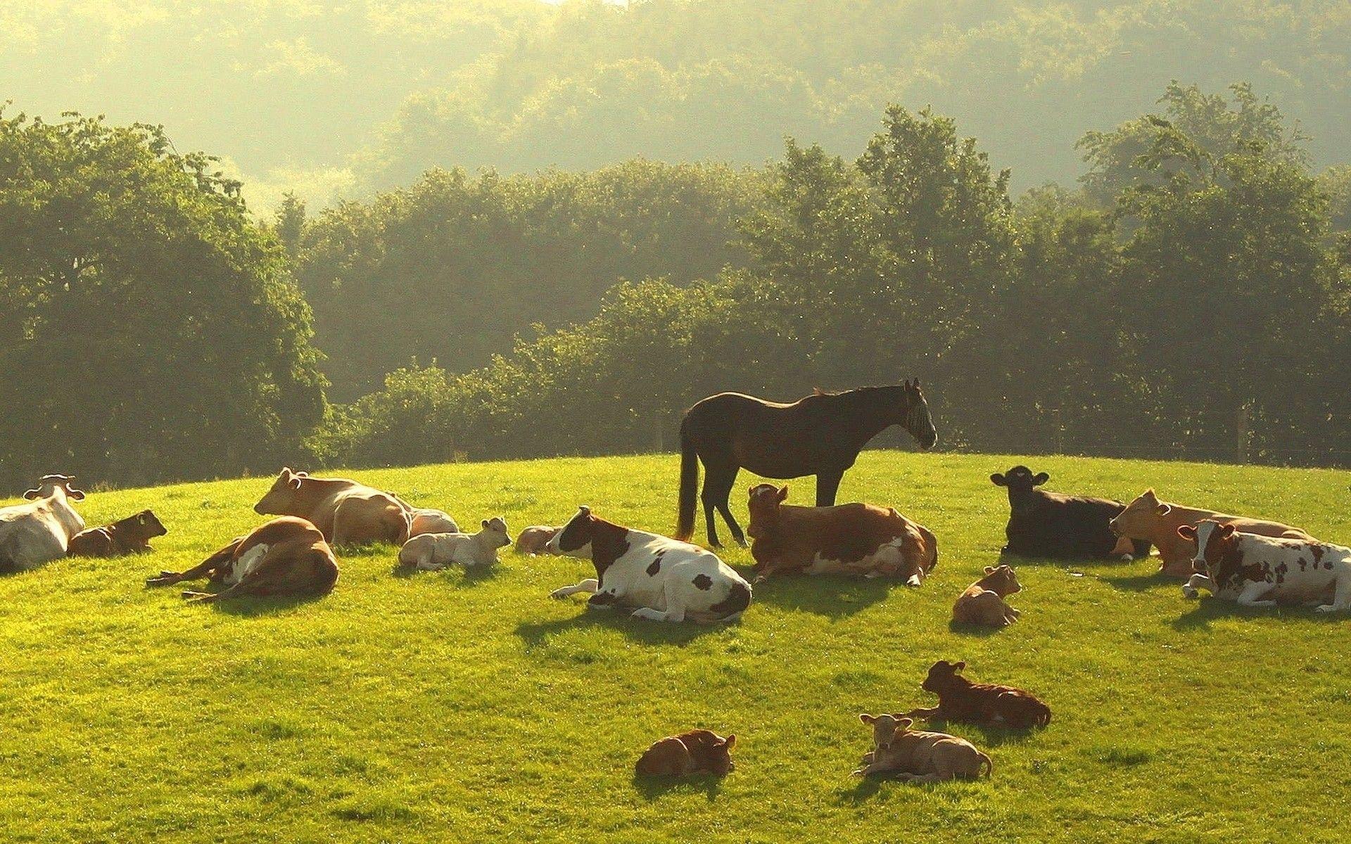1920x1200 Animals: Haze Sunlight Trees Grass Horses Scenic Pasture Landscapes