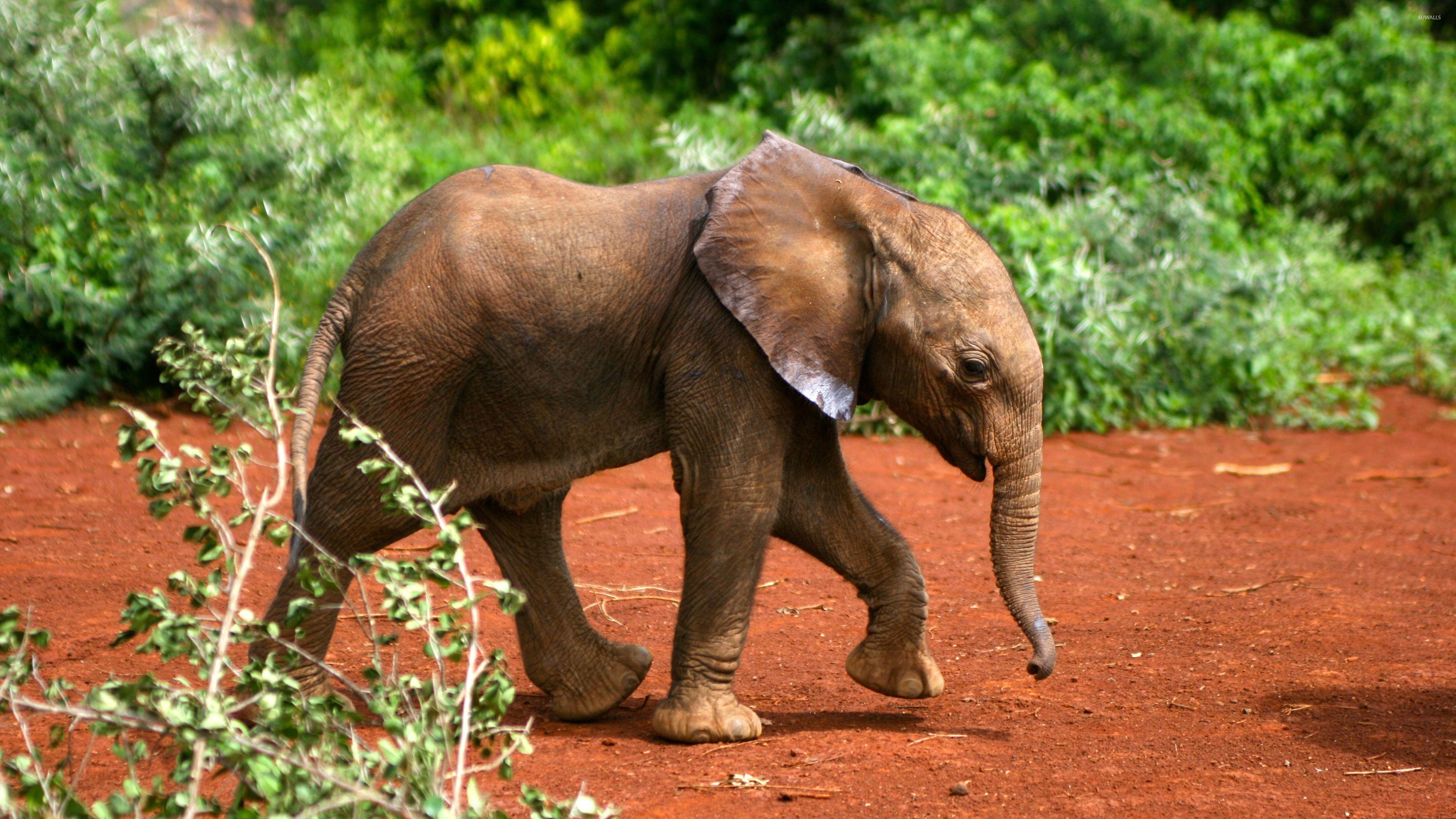 3840x2160 Elephant calf walking wallpaper wallpaper