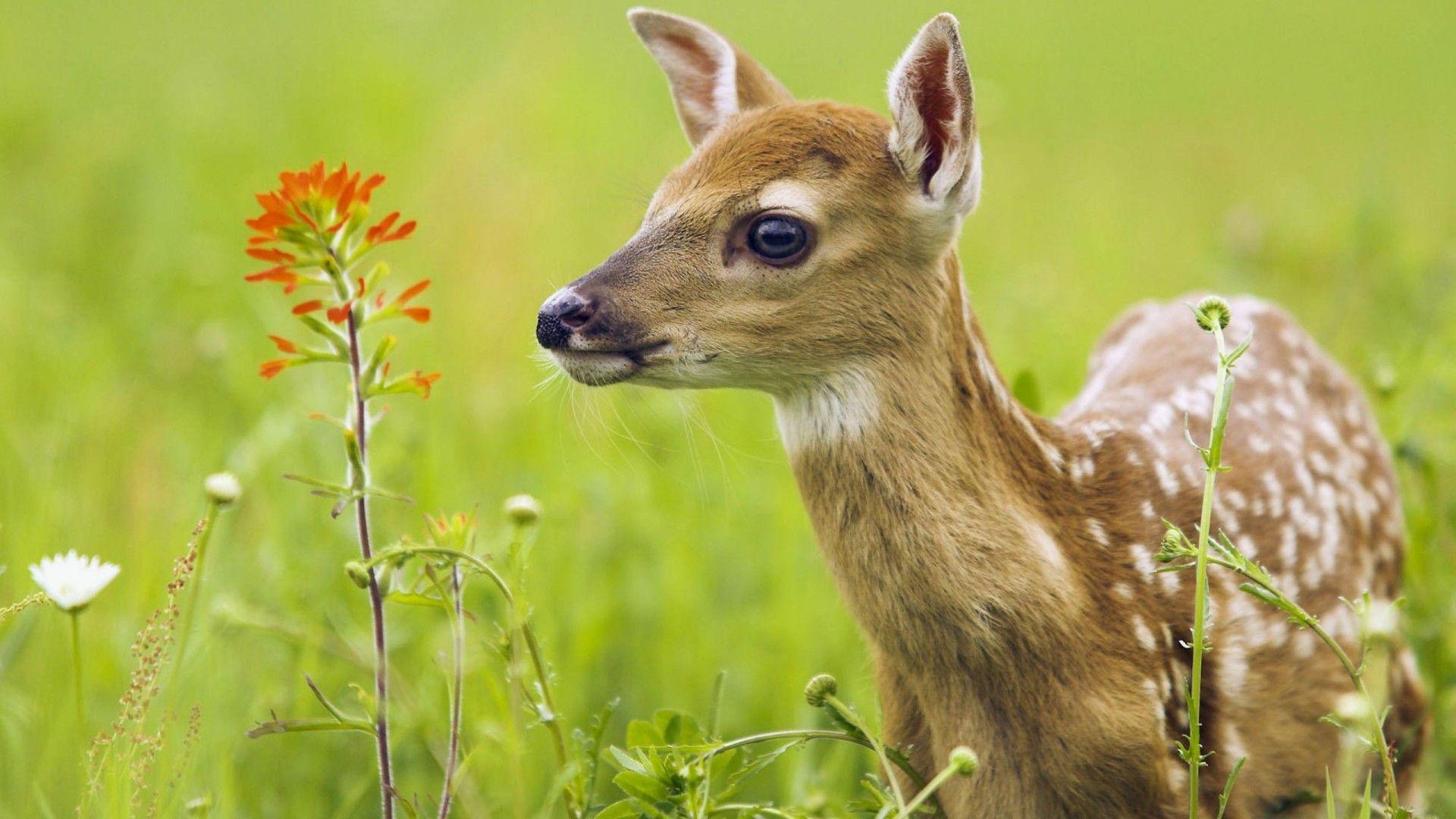 1920x1080 Deer Calf HD Desktop Wallpaper, Instagram photo, Background Image