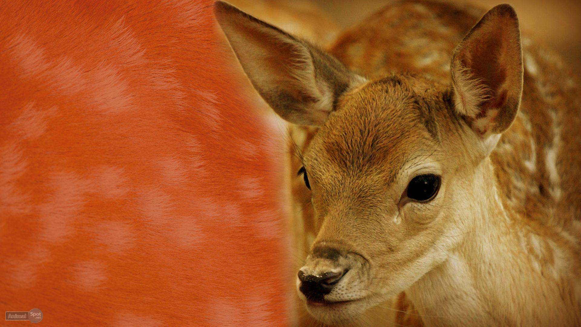 1920x1080 Deer Wallpaper