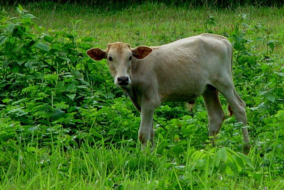 1100x736 Cow Wallpaper, Desktop Background